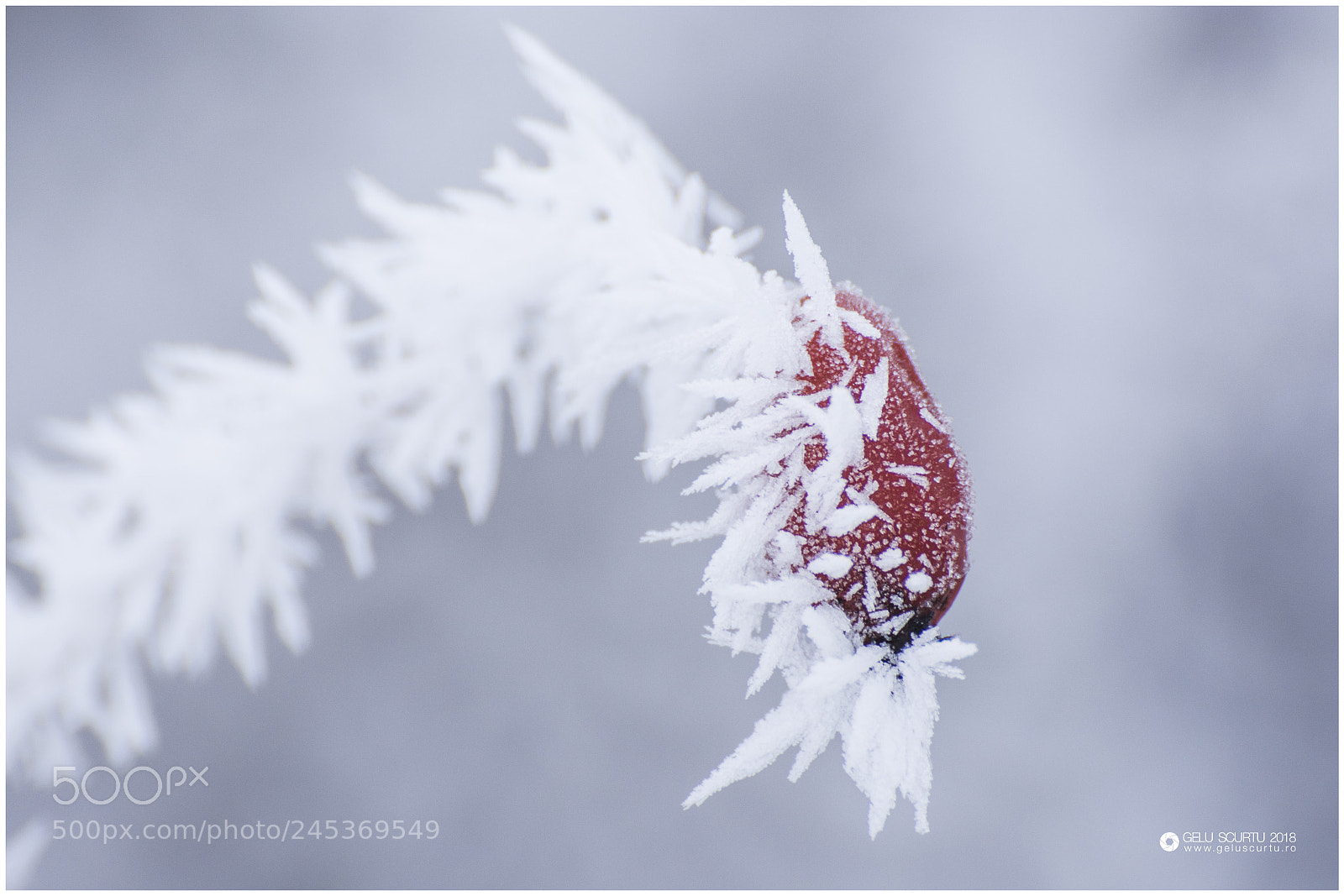 Nikon D7200 sample photo. Cold photography