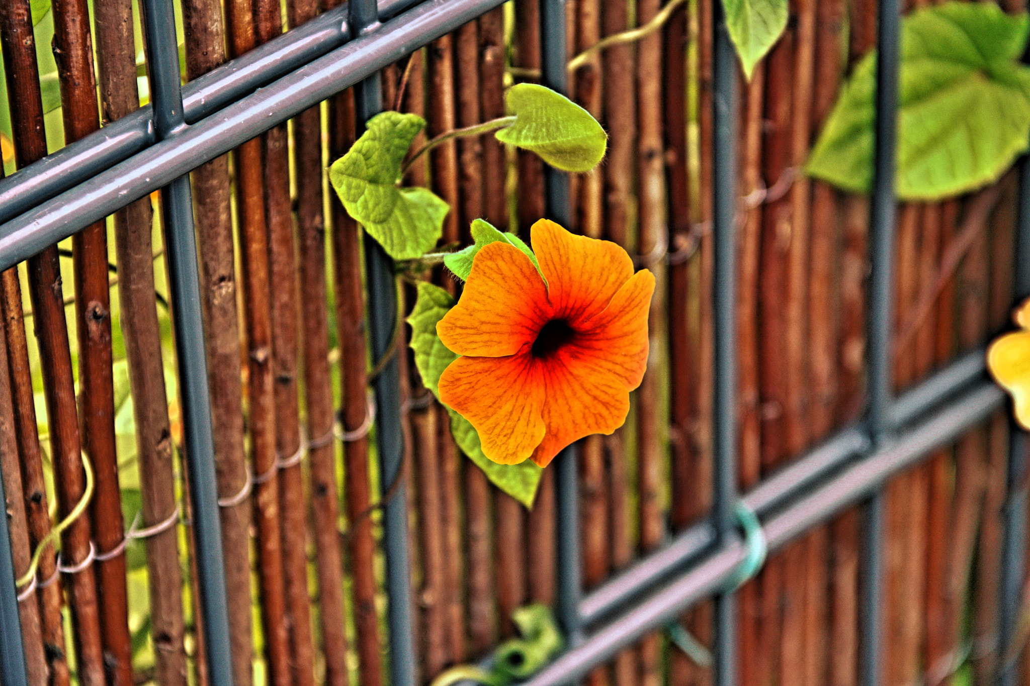 Canon EOS 1000D (EOS Digital Rebel XS / EOS Kiss F) sample photo. The flower-fence photography