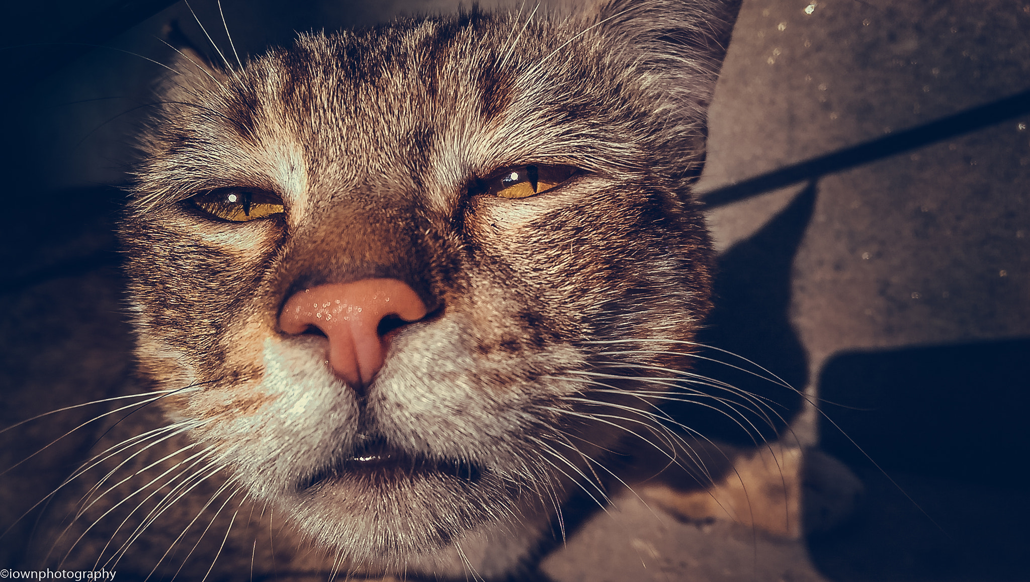HTC ONE M8 sample photo. Drunk cat photography