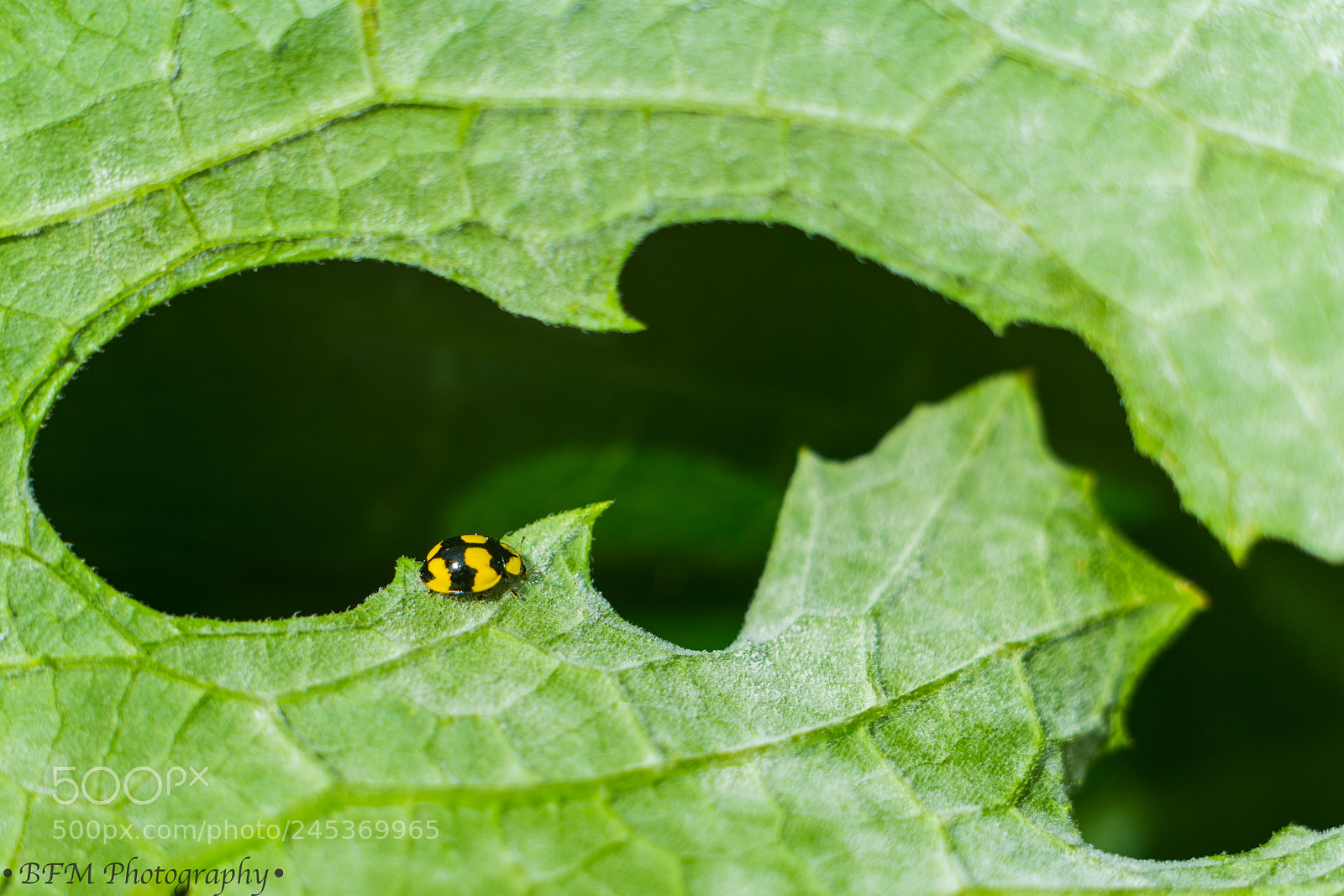 Sony a7R II sample photo. Yellow ladybug photography