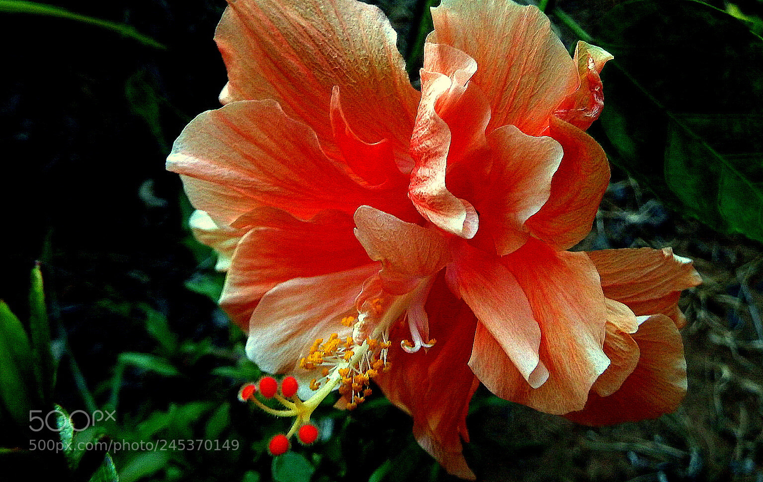 Fujifilm FinePix SL1000 sample photo. Mini hibisco ..... photography