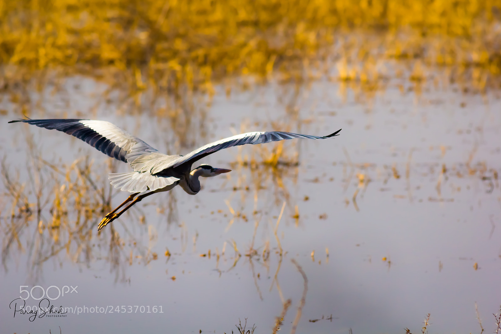 Canon EOS 550D (EOS Rebel T2i / EOS Kiss X4) sample photo. Grey heron flight photography