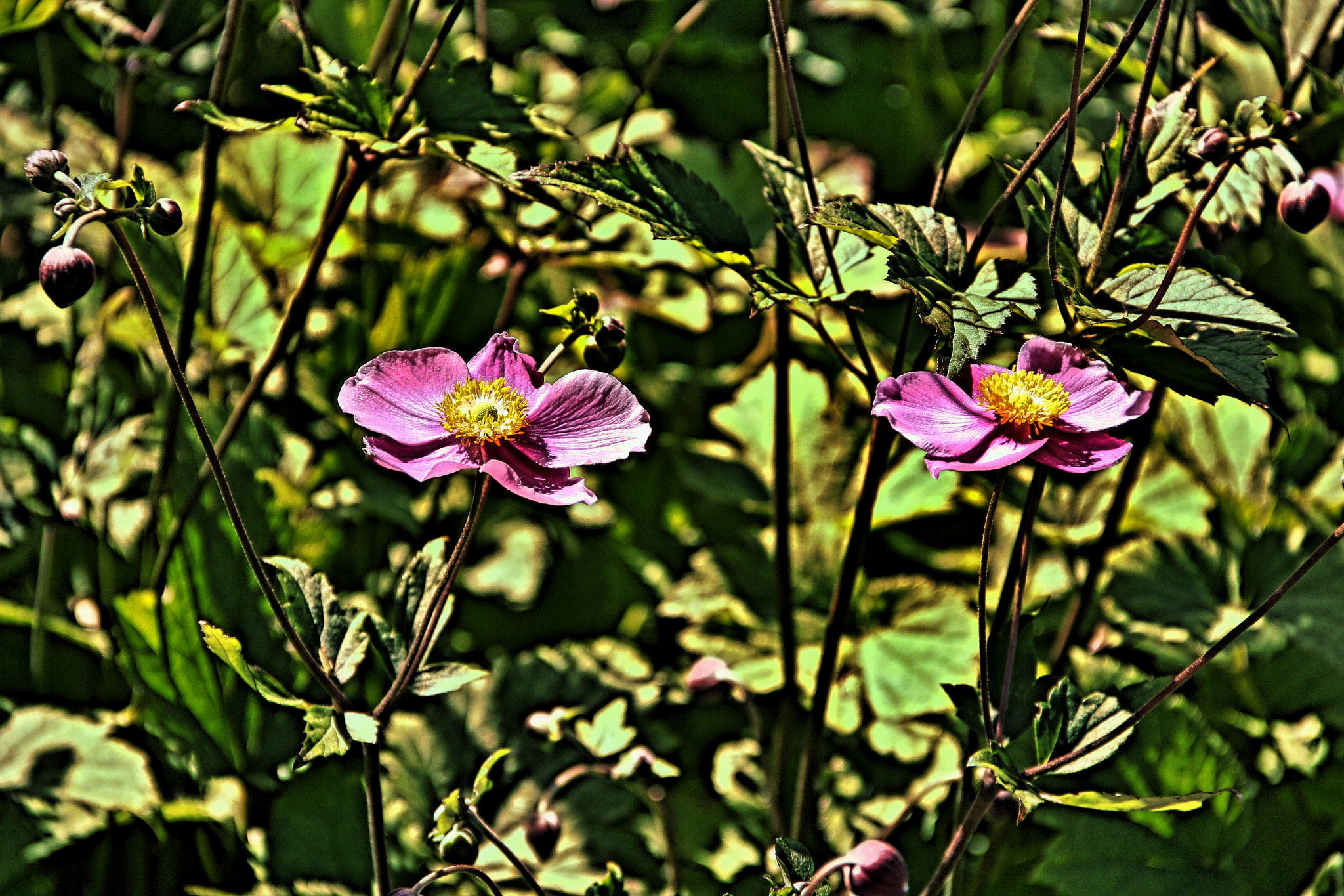 Canon EOS 1000D (EOS Digital Rebel XS / EOS Kiss F) sample photo. Flower twins photography