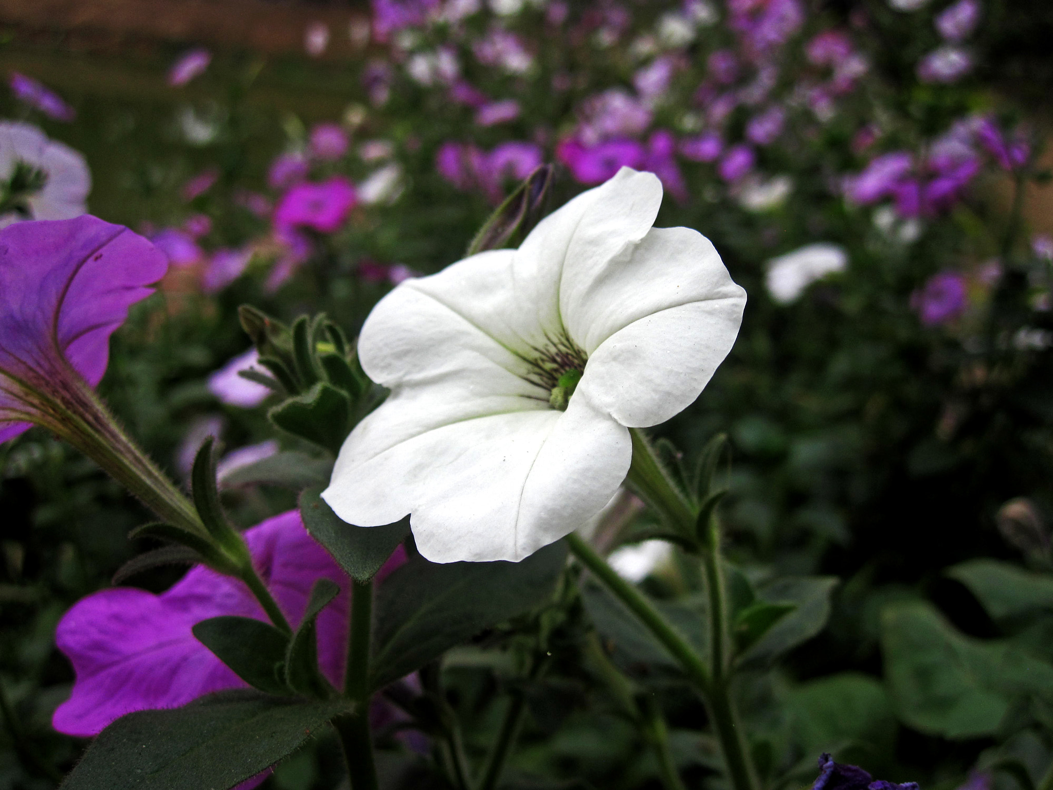 Canon PowerShot SD780 IS (Digital IXUS 100 IS / IXY Digital 210 IS) sample photo. Flora photography