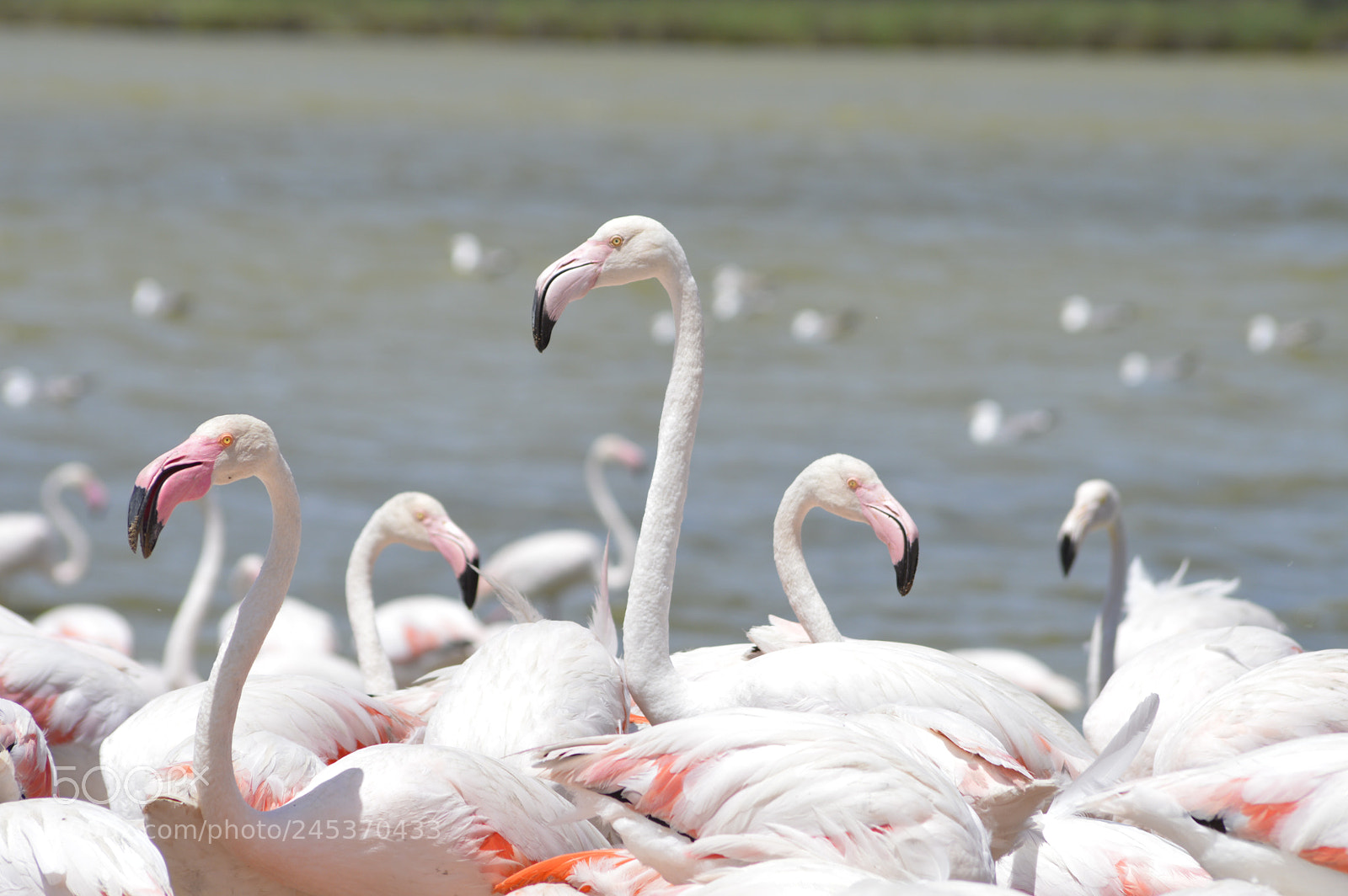 Nikon D3200 sample photo. Sigean flamingo migra o photography