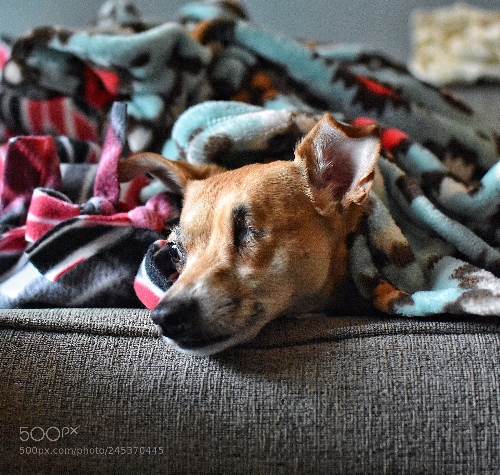 Nikon D3400 sample photo. Undercover pupper photography