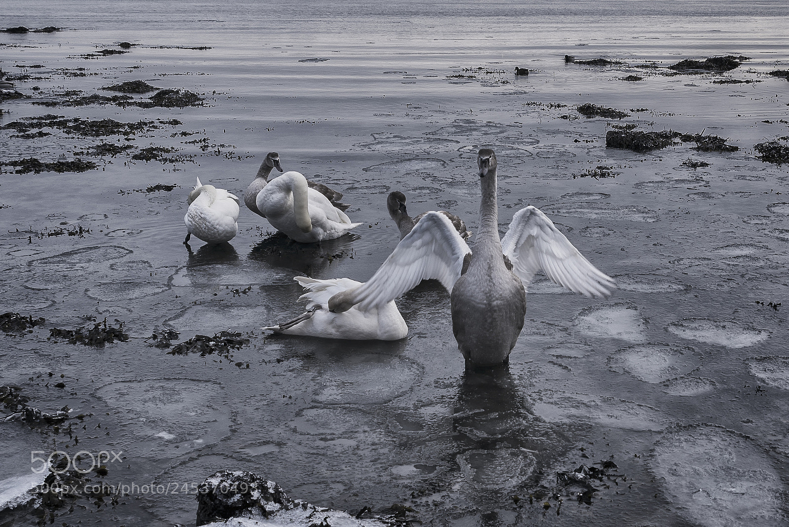 Nikon D610 sample photo. Cold love. photography