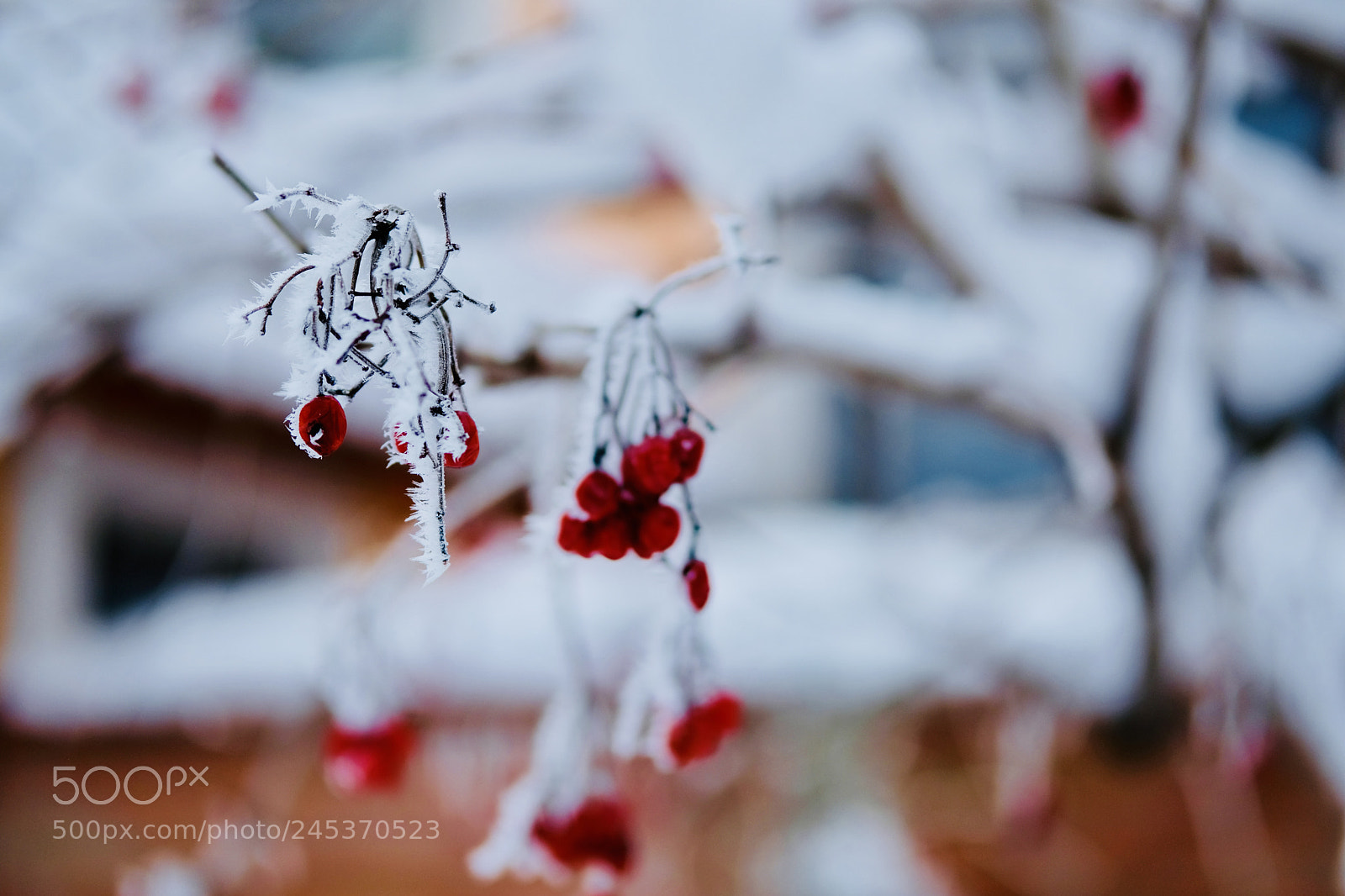 Fujifilm X-T2 sample photo. Winter beauty photography