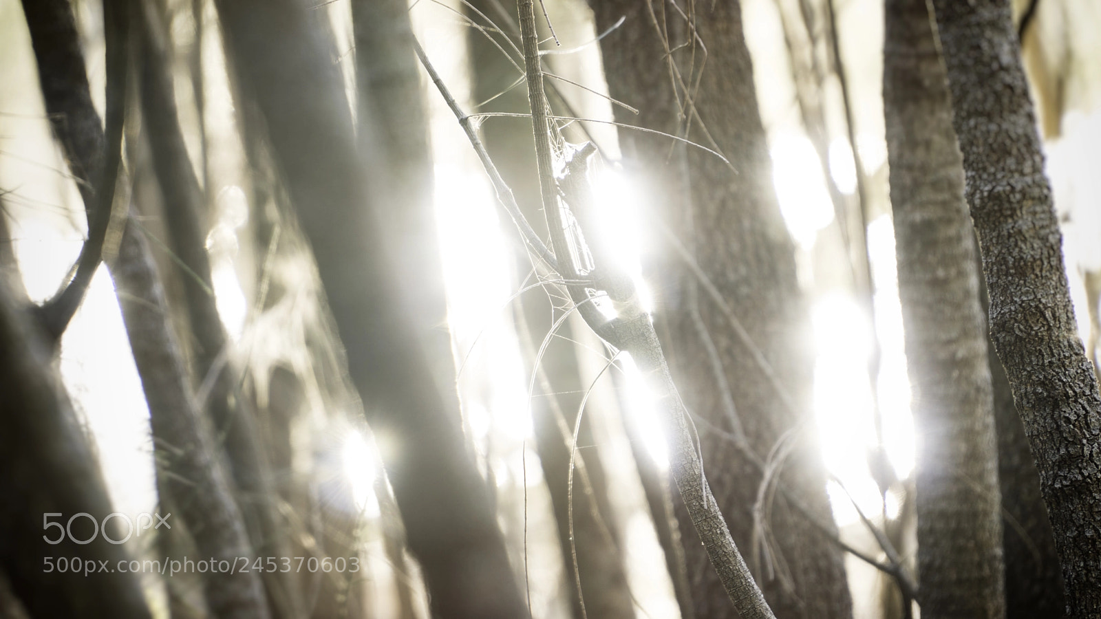 Sony a6500 sample photo. Afternoon glow photography