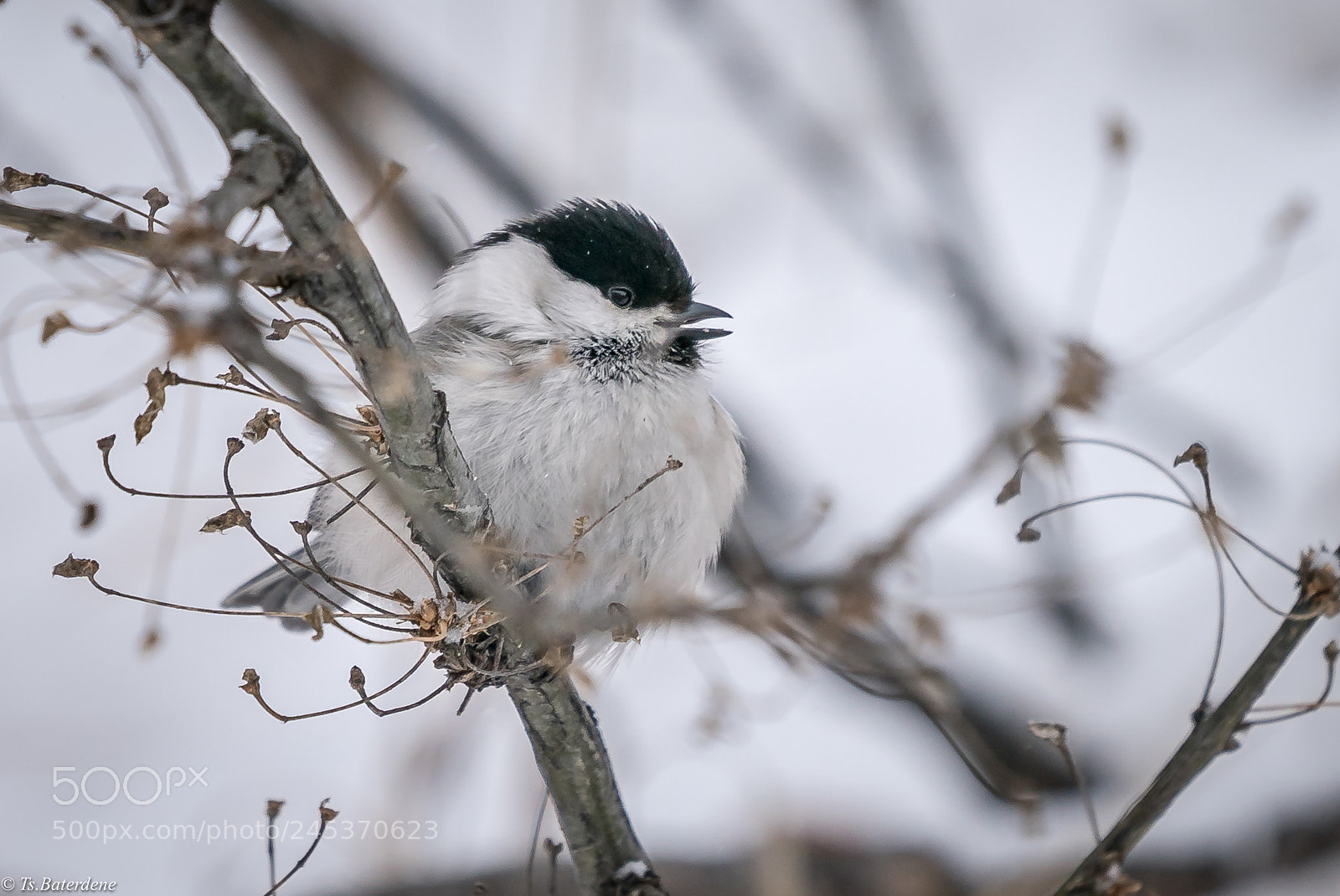 Sony a9 sample photo. Little friend and snow photography