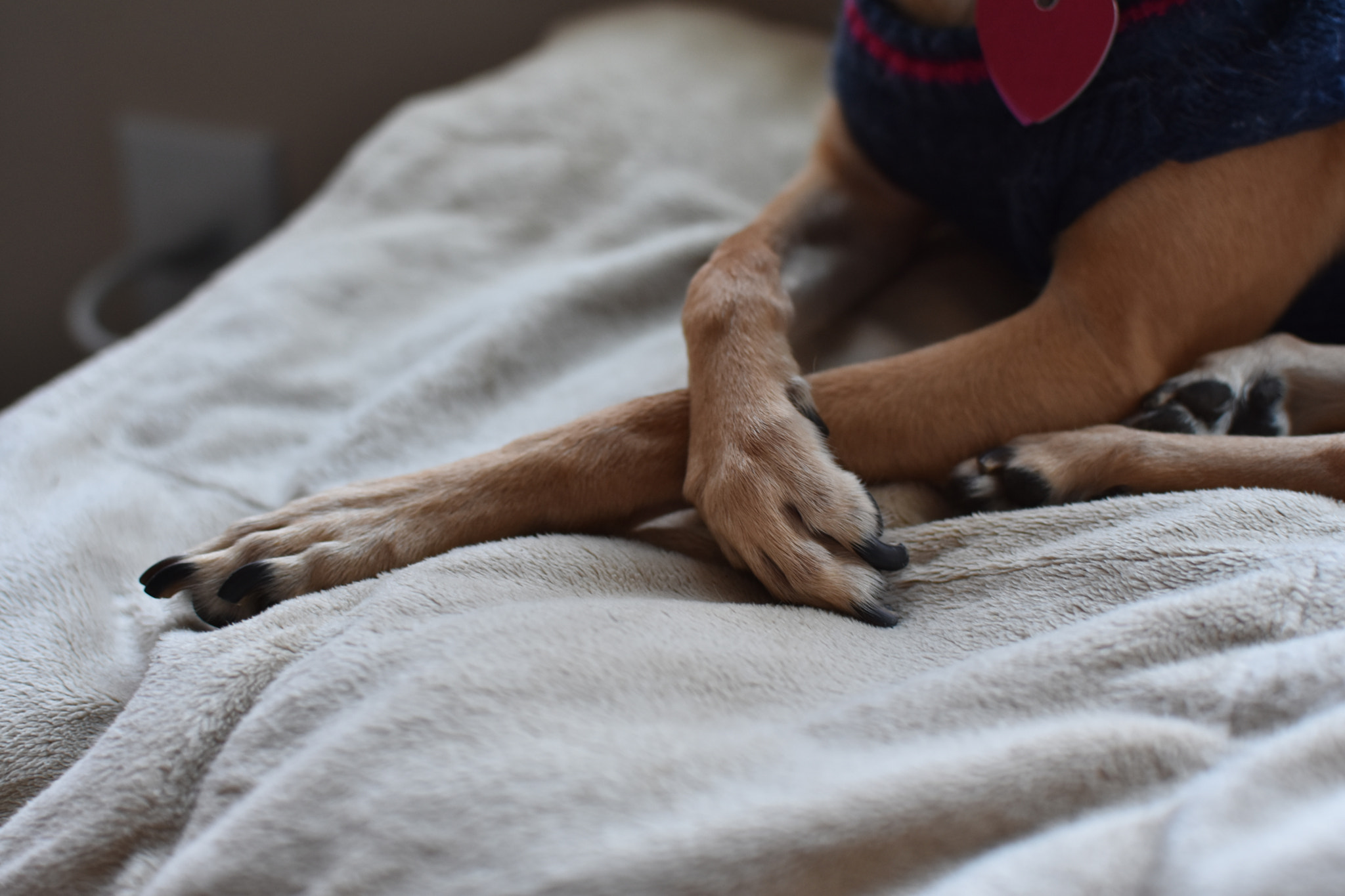Nikon D3400 + Nikon AF-S DX Nikkor 35mm F1.8G sample photo. Girlie paws photography