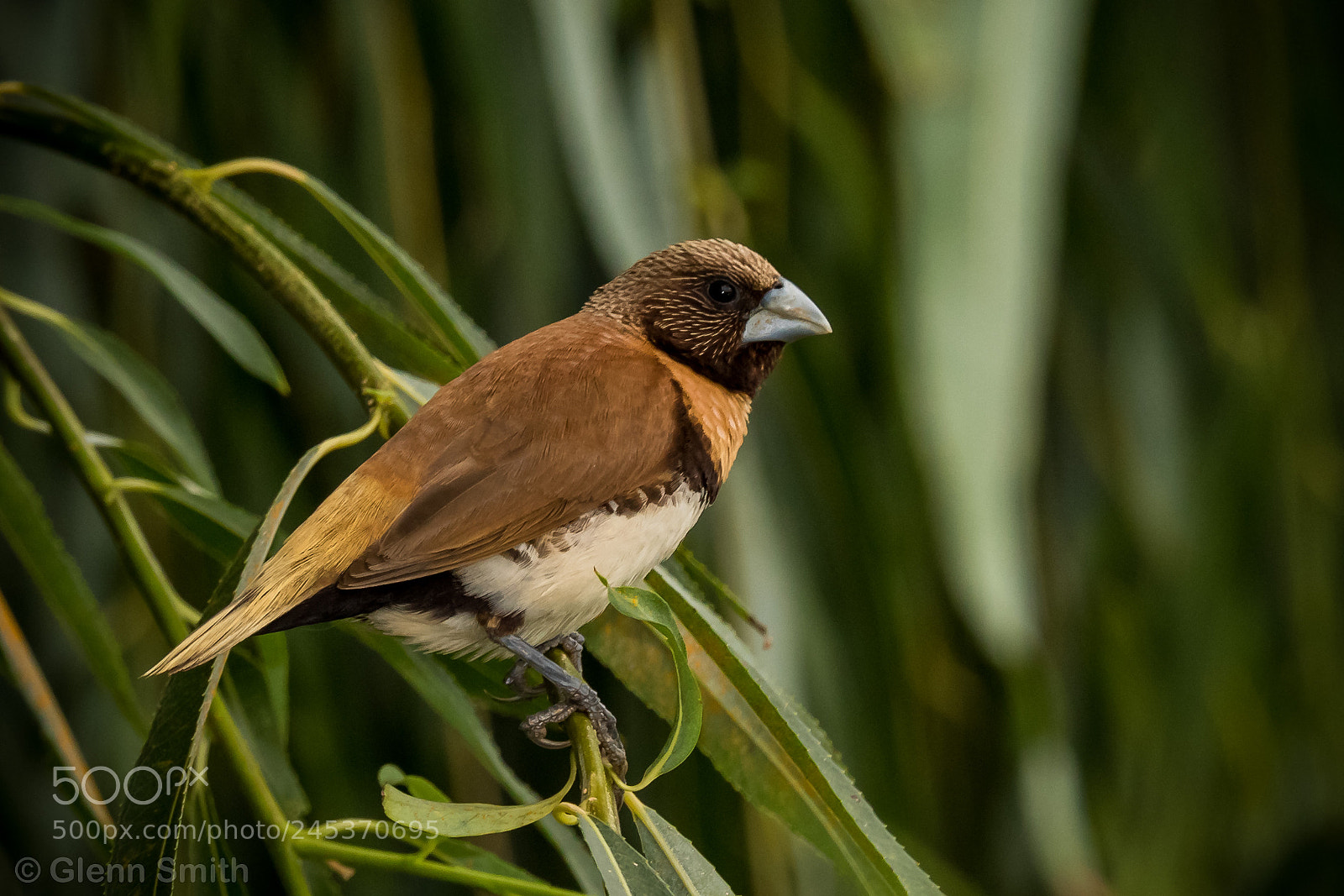 Canon EOS 7D Mark II sample photo. Chestnut-breasted mannikin photography