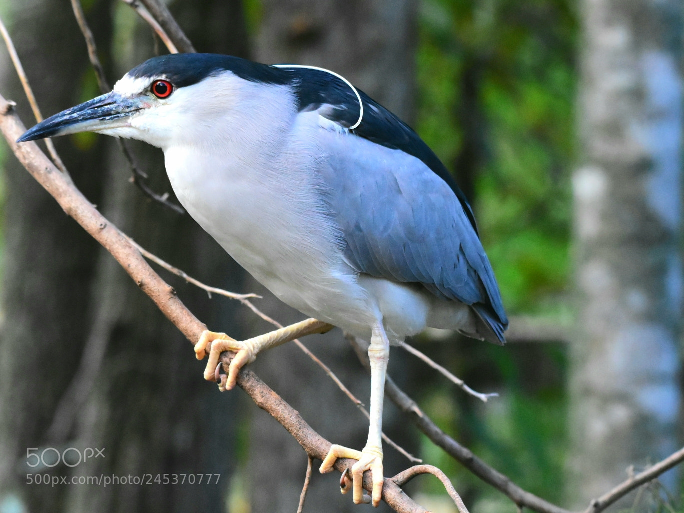 Nikon D7200 sample photo. Heron 21 - night photography