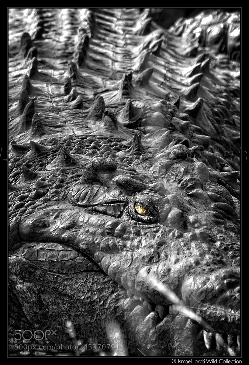 Nikon D810 sample photo. Croc (2018) photography