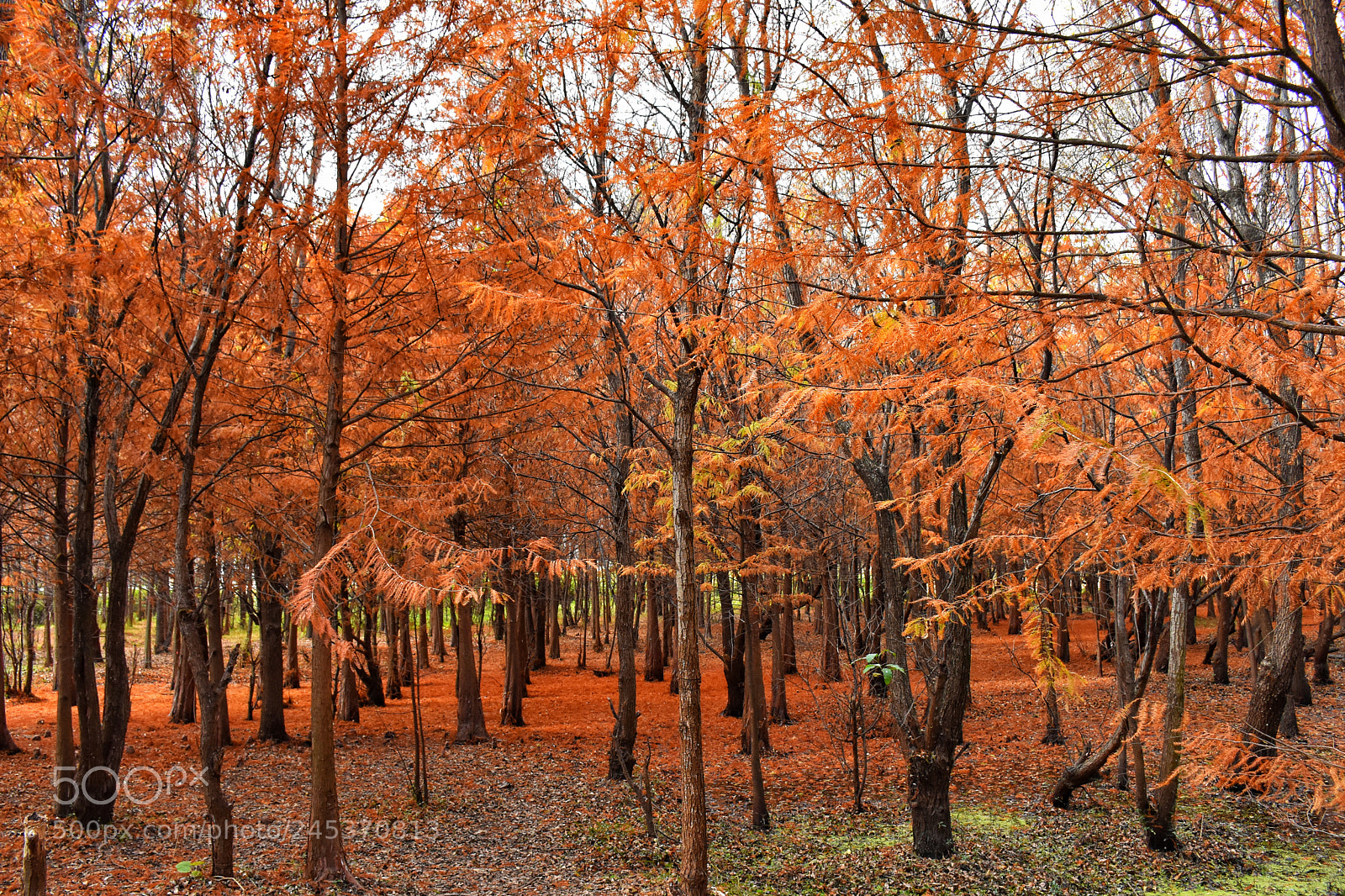 Nikon D7200 sample photo. Dali photography