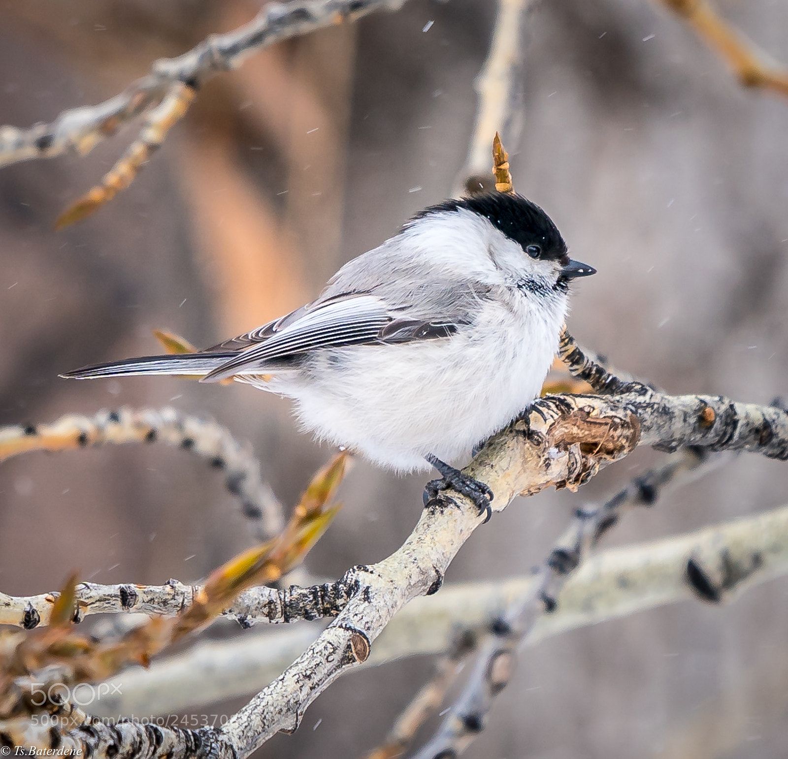 Sony a9 sample photo. Little bird and snow photography
