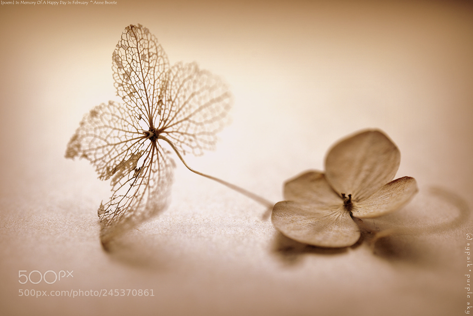 Nikon AF-S Micro-Nikkor 60mm F2.8G ED sample photo. In memory of a photography