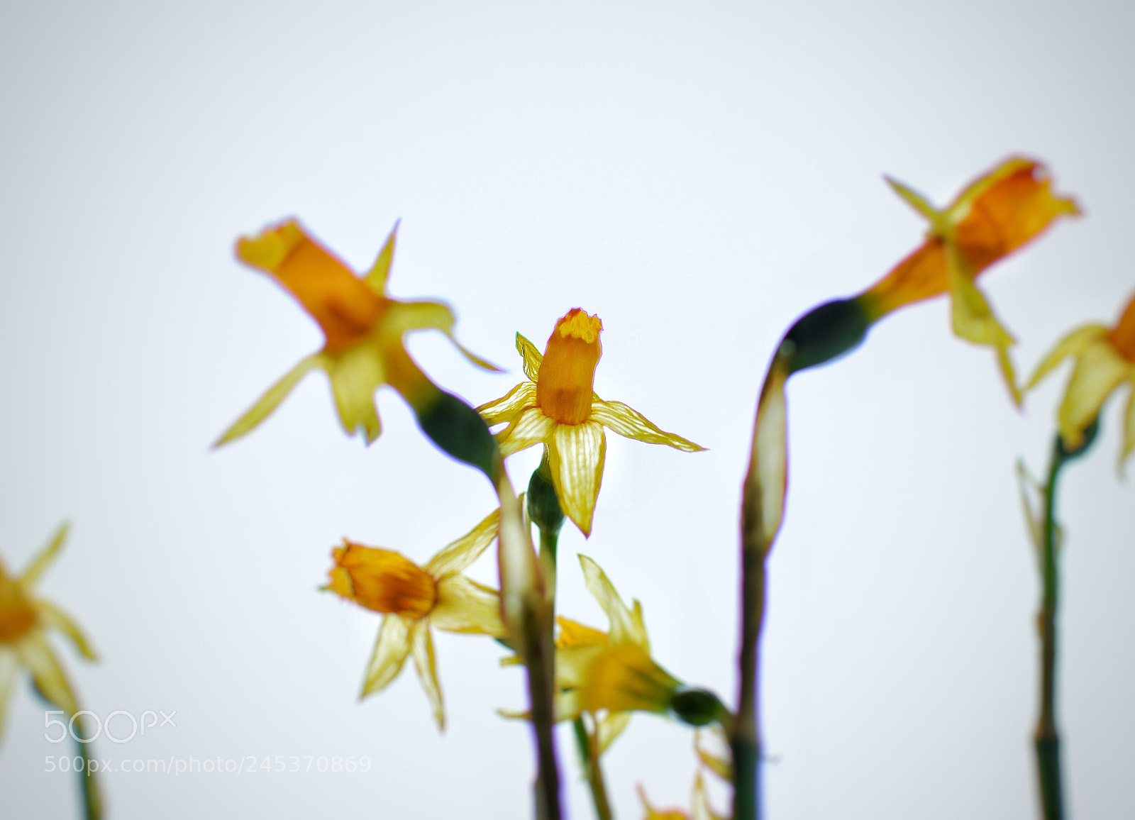 Nikon D3400 sample photo. Daffodils photography