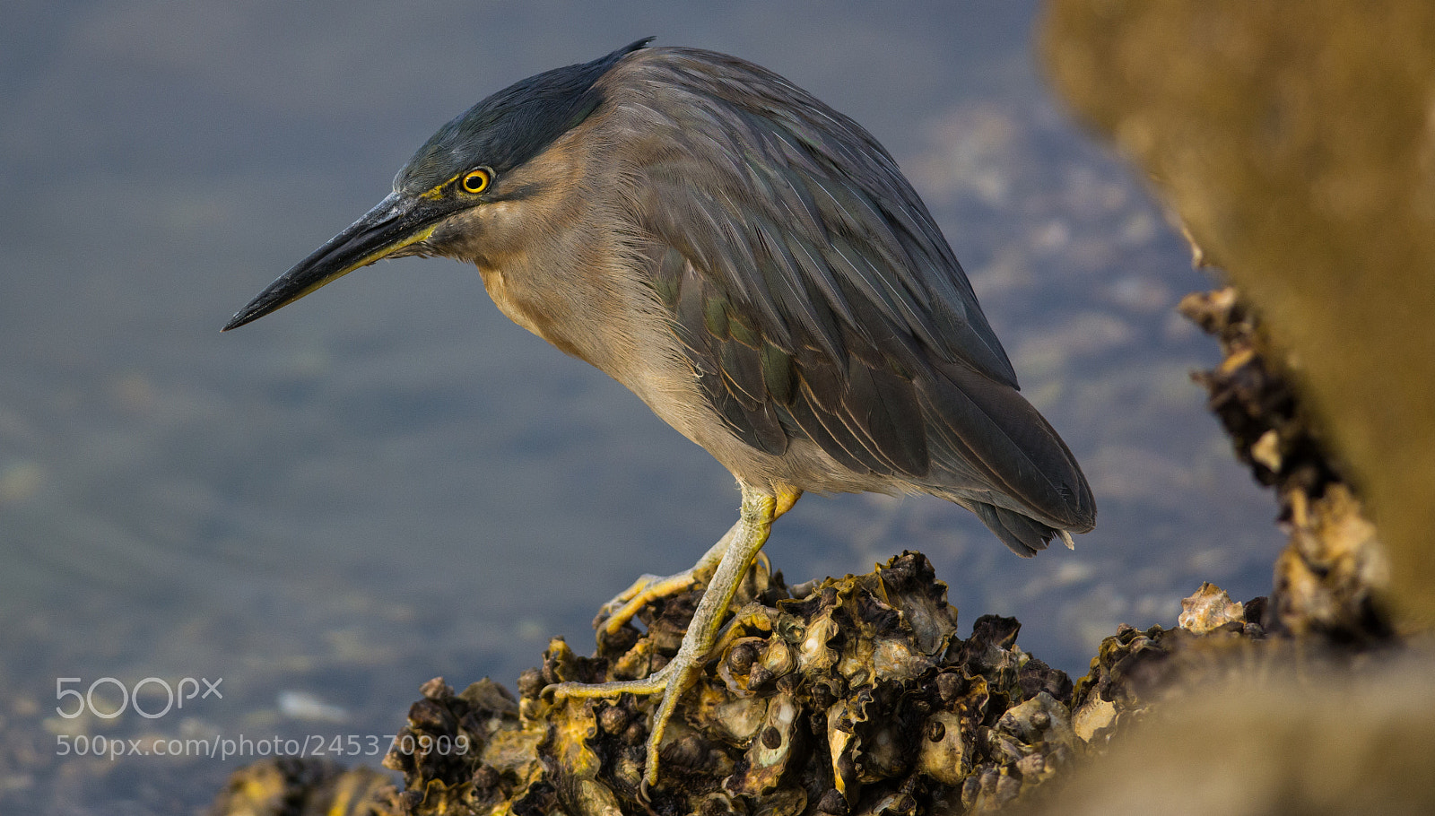 Nikon D7100 sample photo. Striated heron on the photography