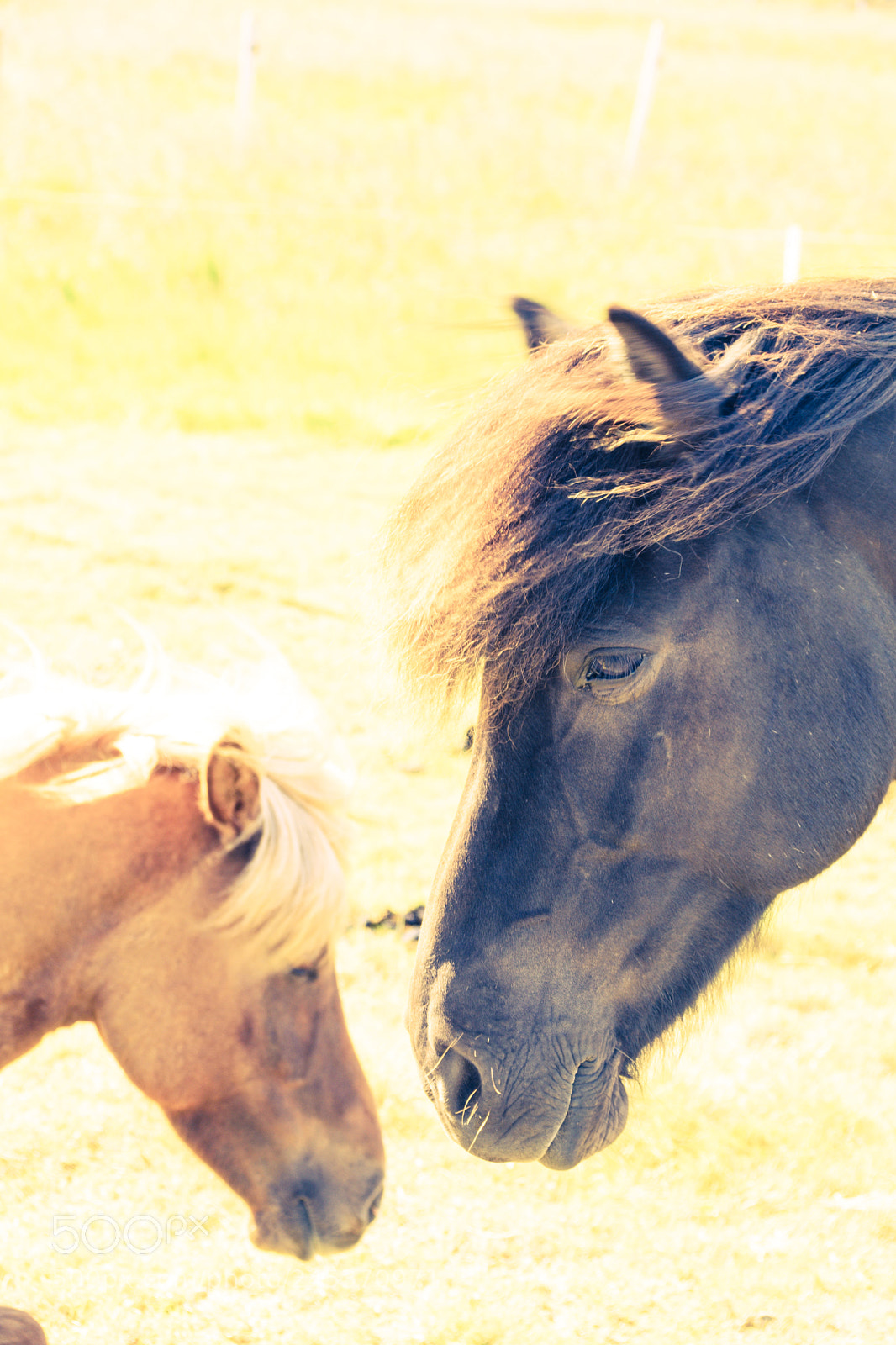 Nikon D7200 sample photo. Horses photography