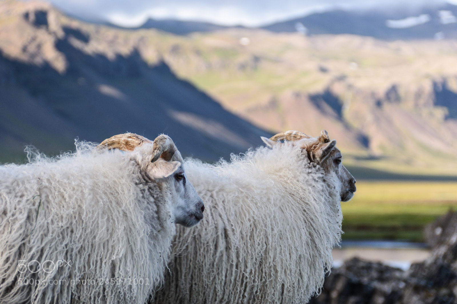 Nikon D7200 sample photo. Icelandic sheep photography