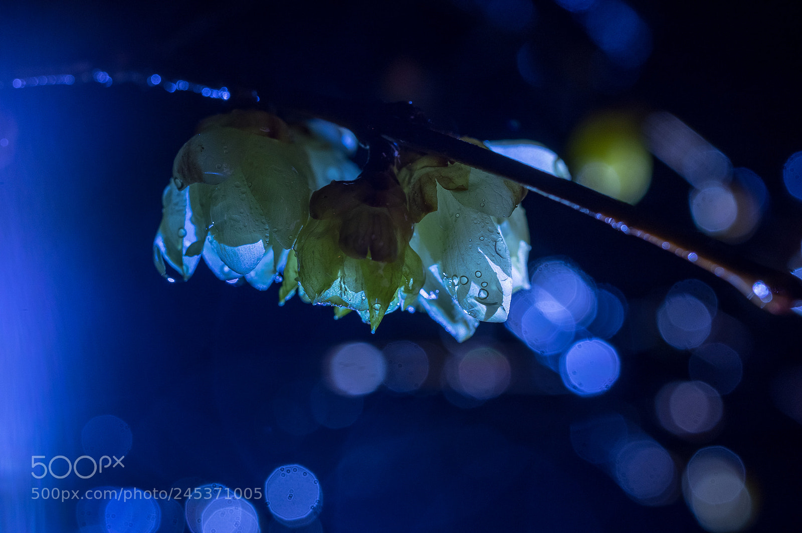 Pentax K-3 II sample photo. Rainy night photography
