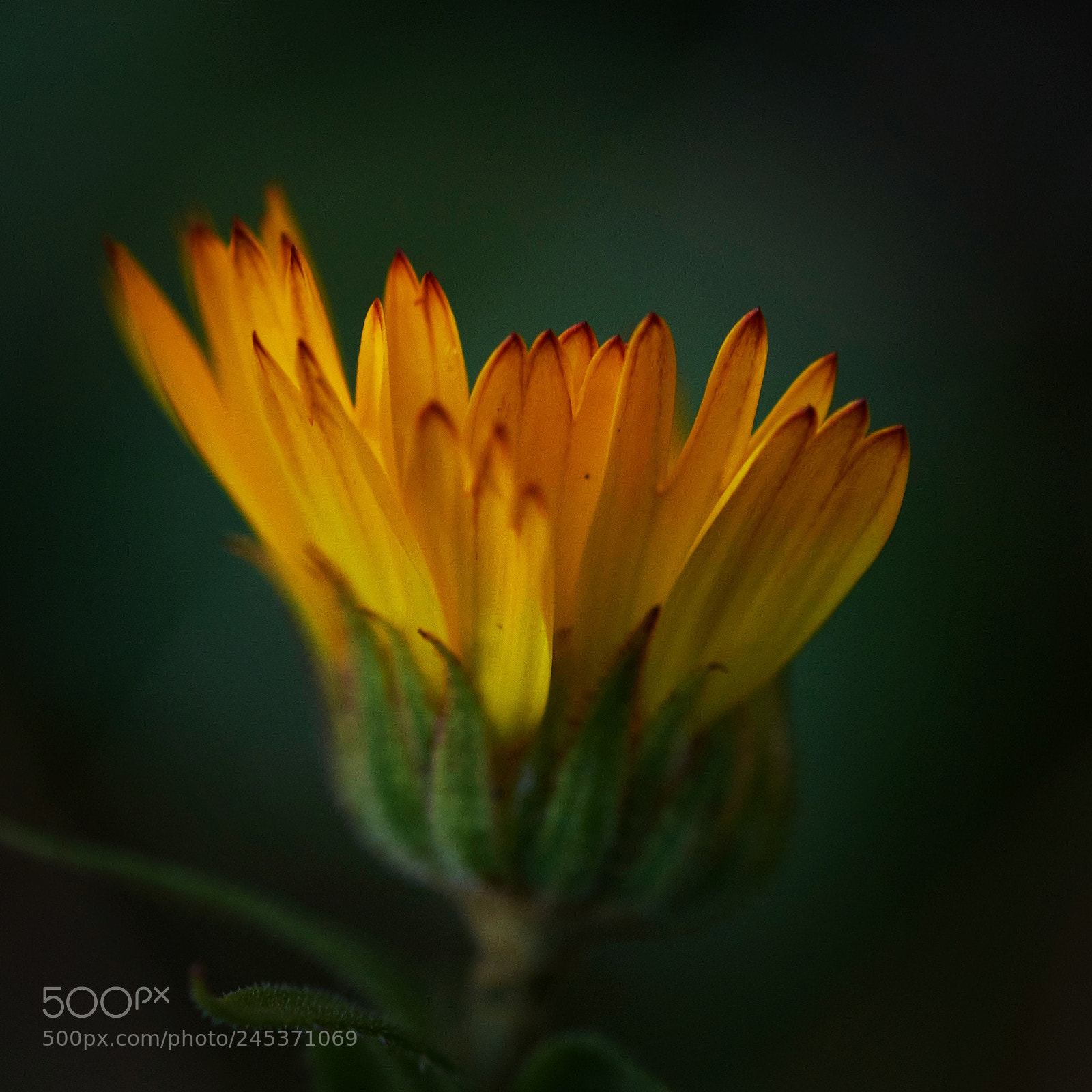 Nikon D7200 sample photo. Marigold flowering over winter photography