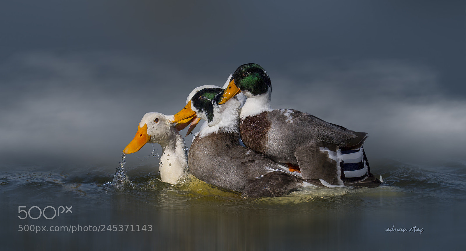 Nikon D5 sample photo. Rdek oyunlar - duck photography