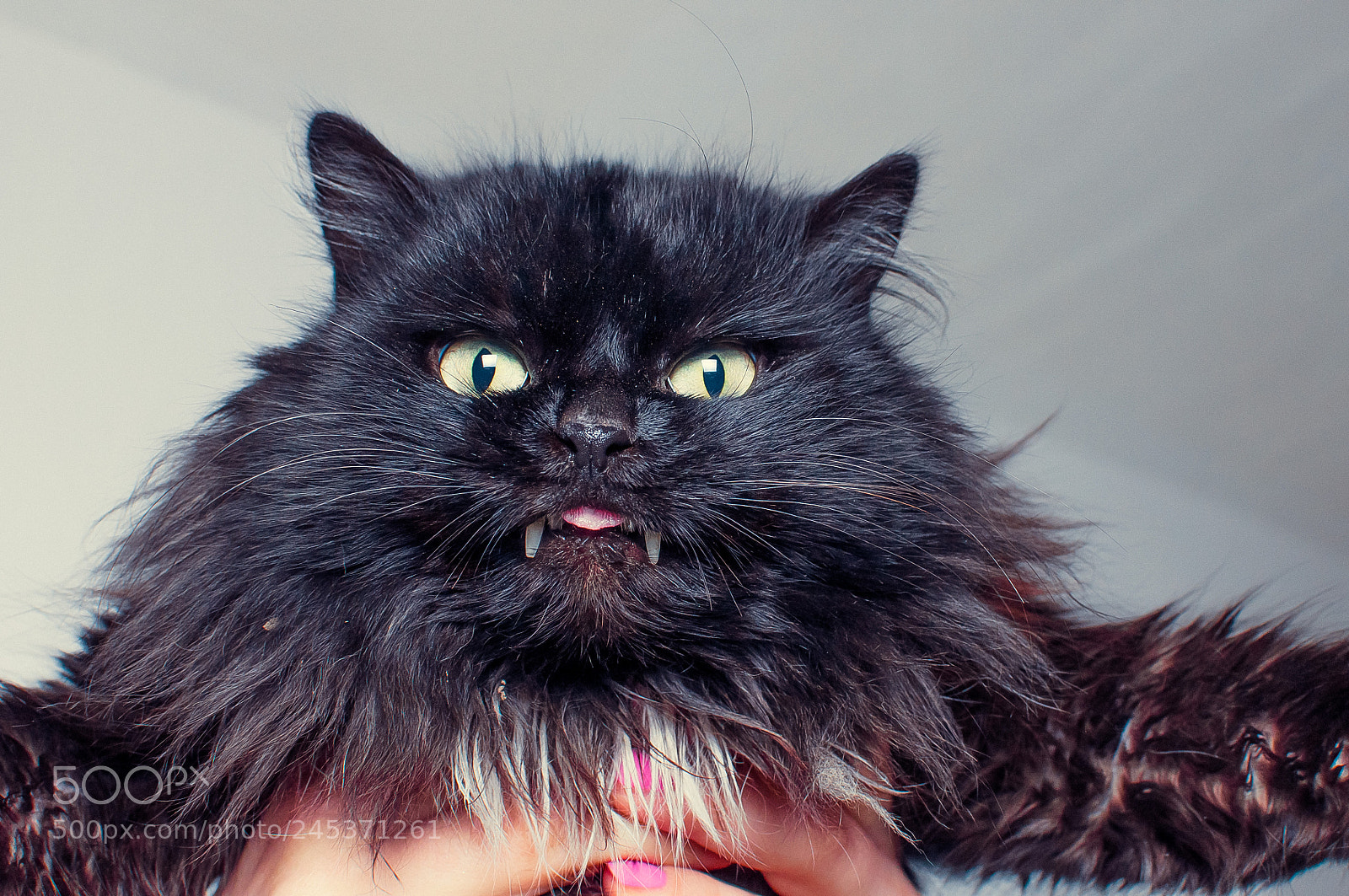 Nikon D90 sample photo. El diablo cat photography