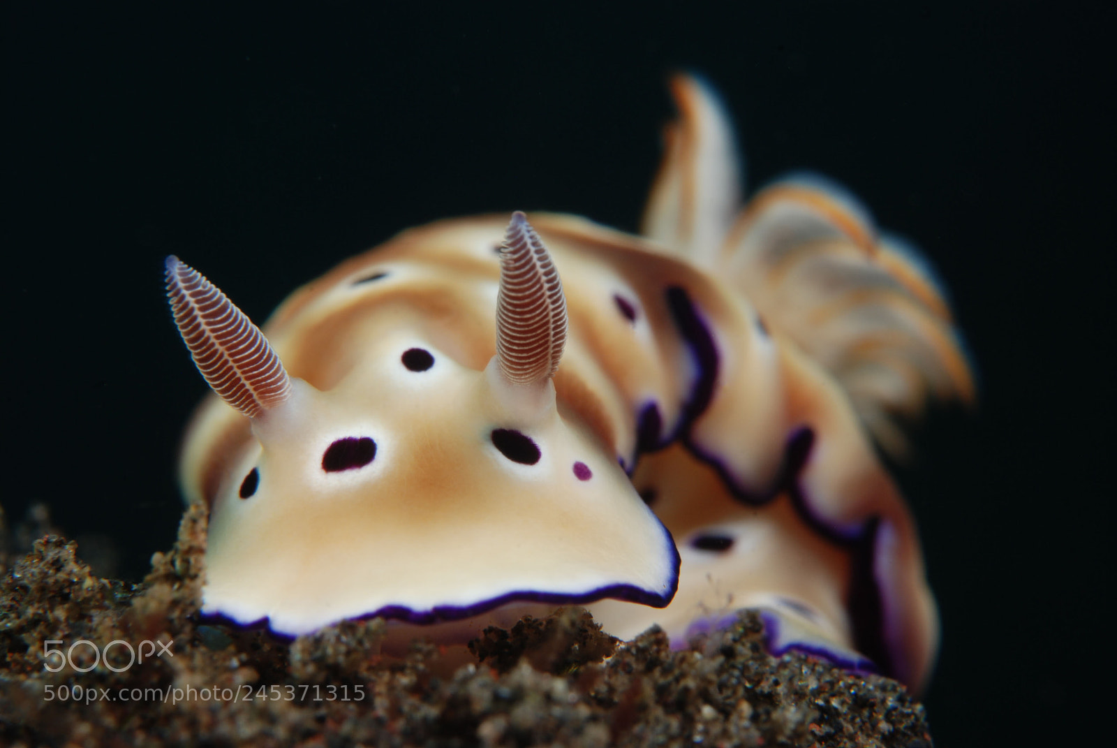 Nikon D80 sample photo. Hypselodoris tryoni photography