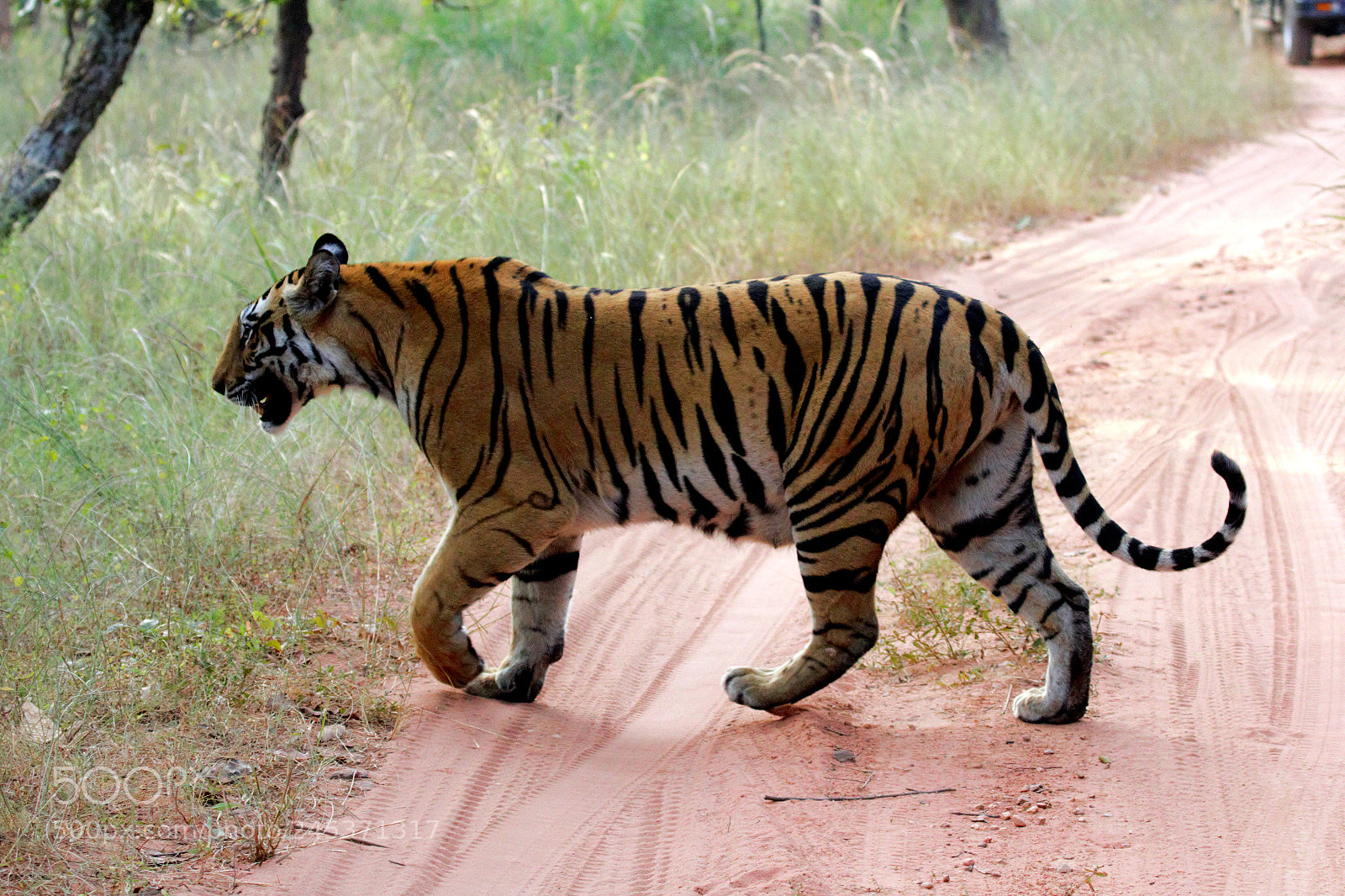 Canon EOS 60D sample photo. The tiger queen photography