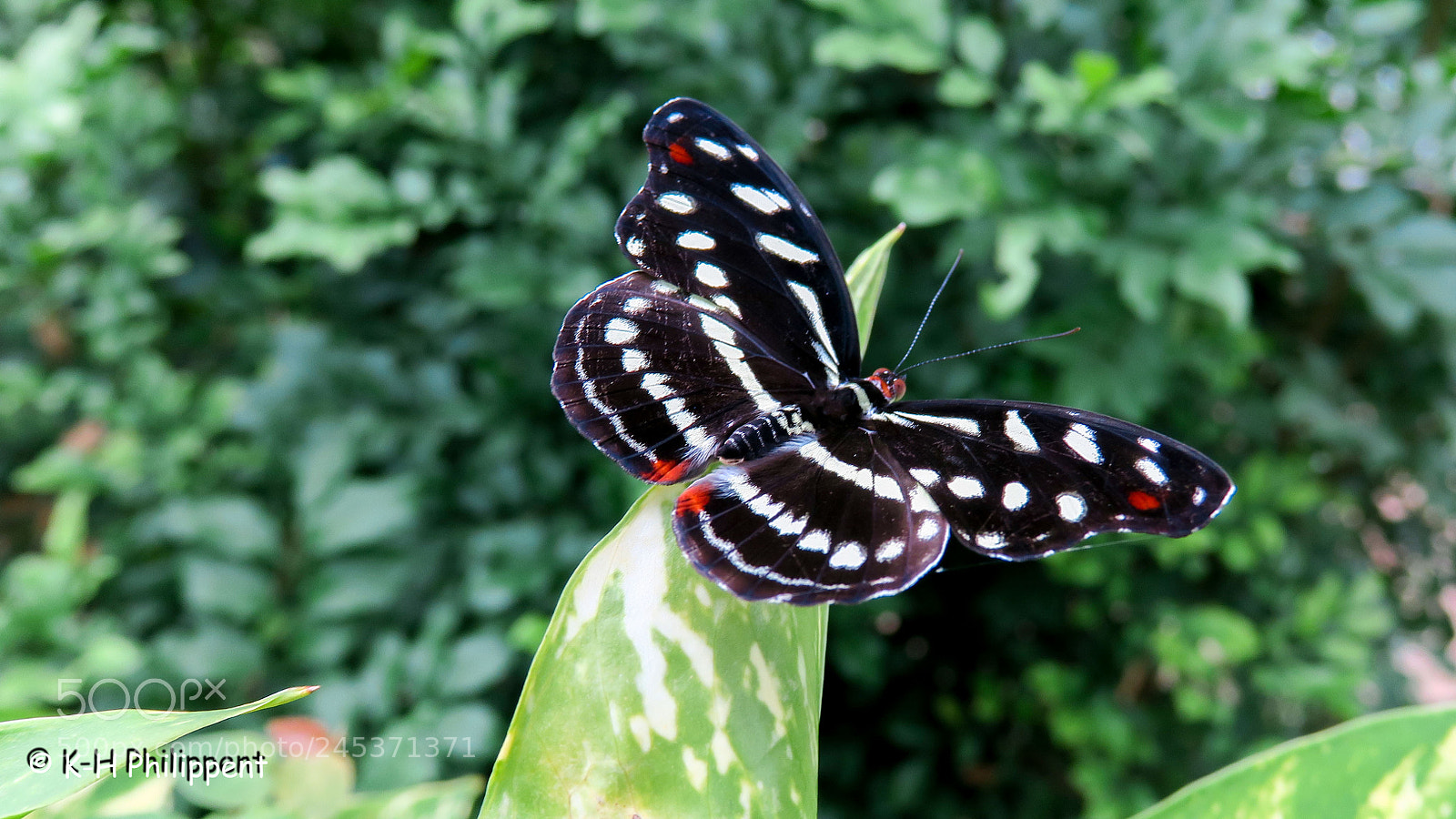Canon PowerShot G3 X sample photo. The butterfly park der photography