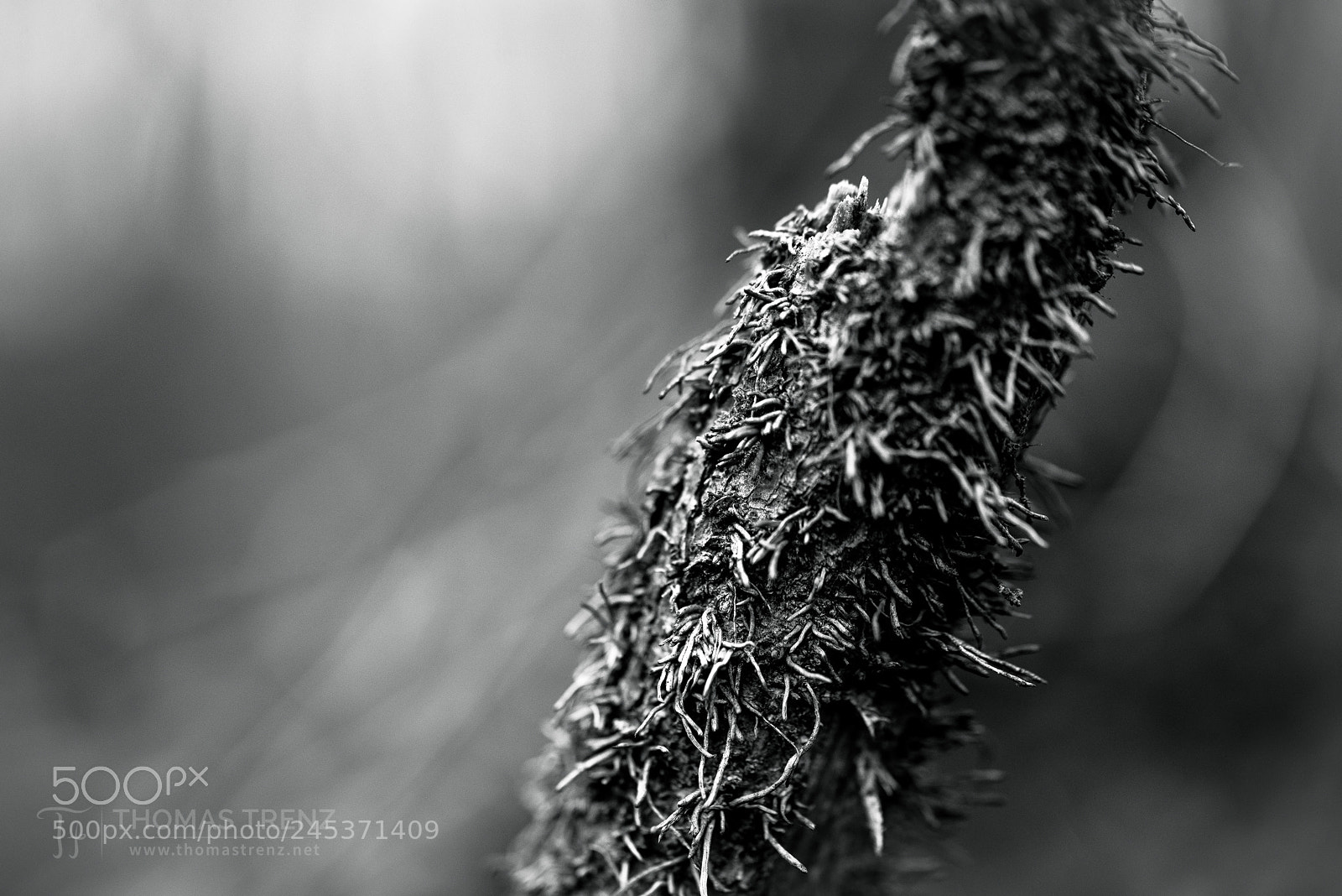 Nikon D600 sample photo. Bw macro photography