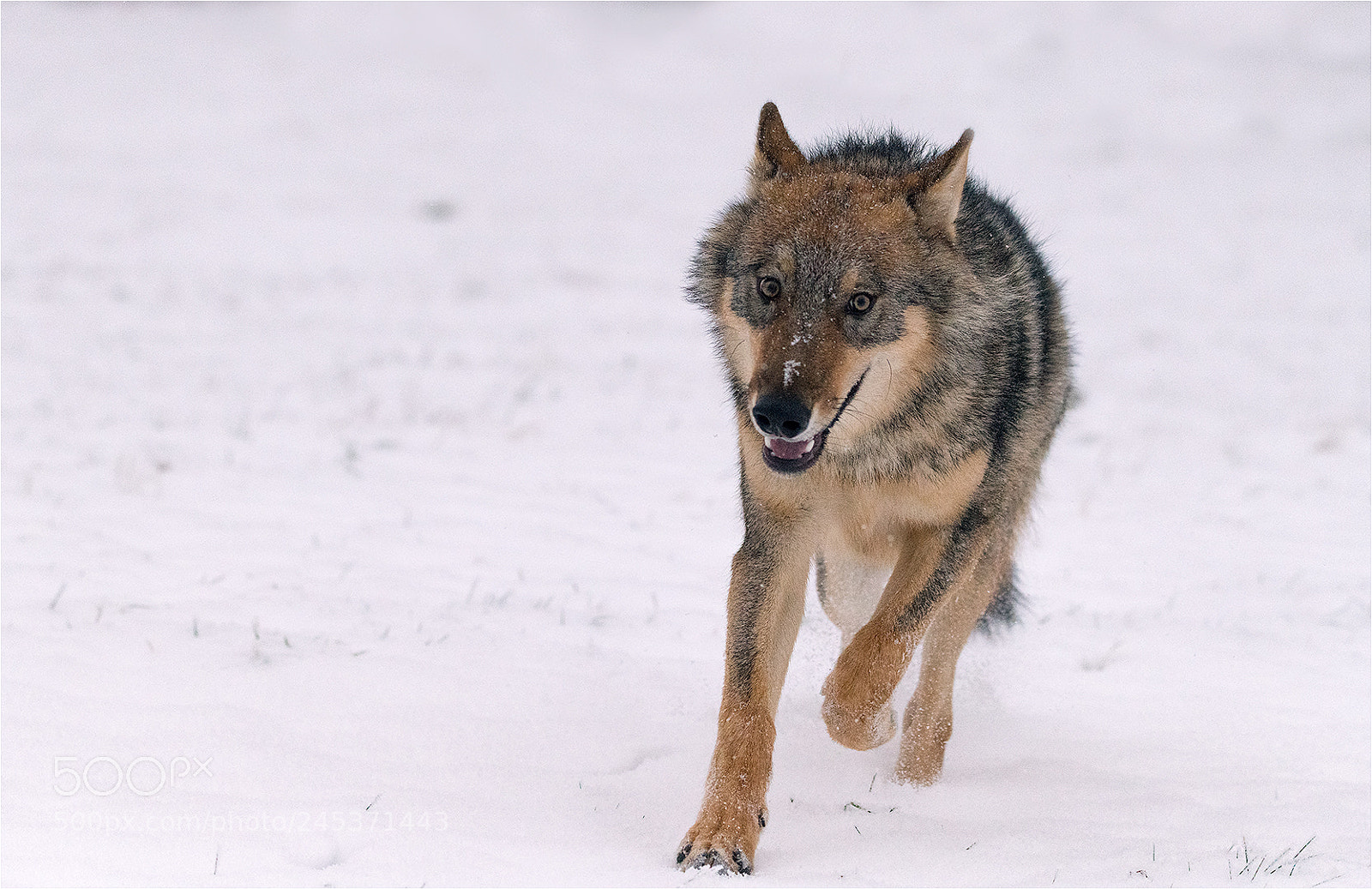 Nikon D850 sample photo. Running! photography