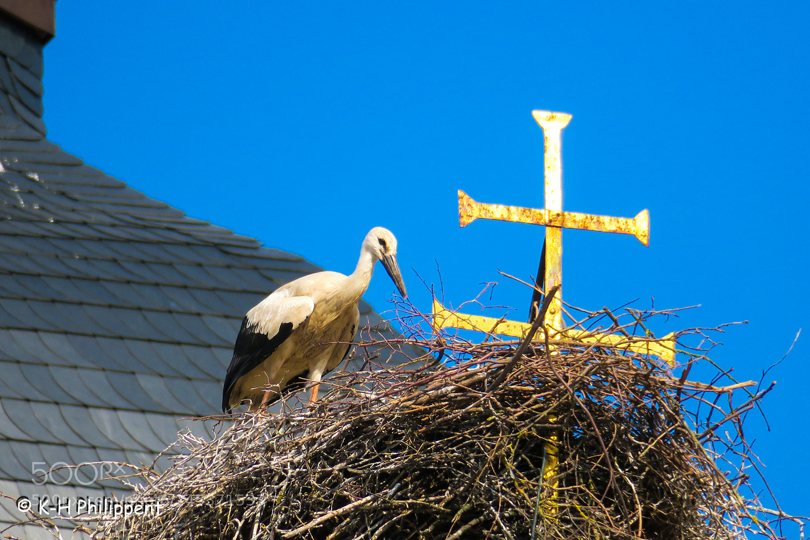 Canon PowerShot G3 X sample photo. The young stork der photography