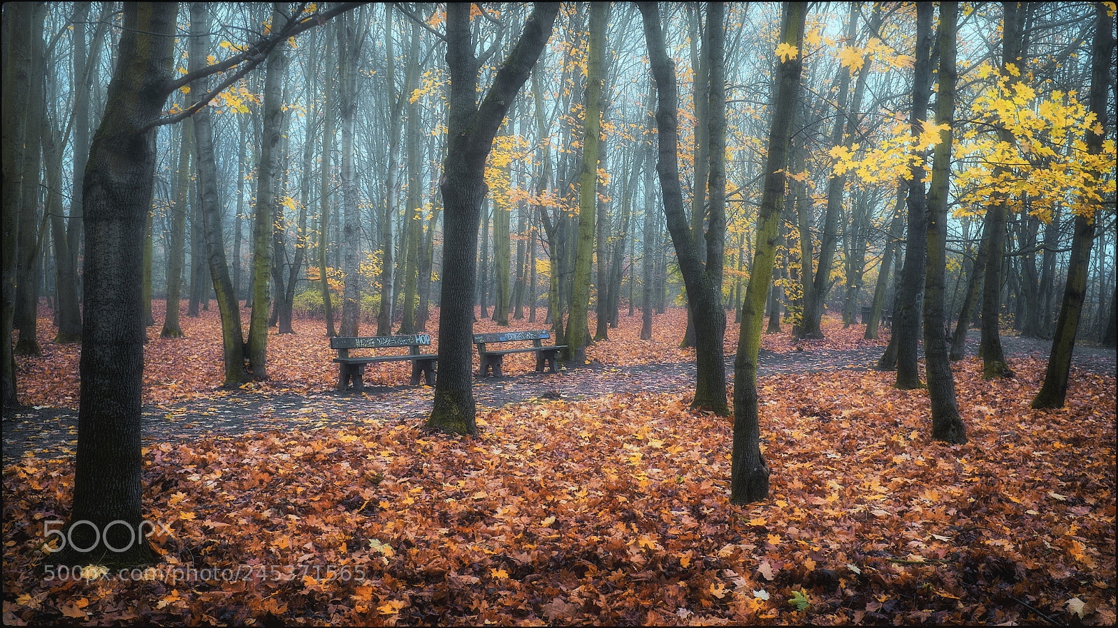 Fujifilm FinePix X100 sample photo. Memory of autumn ii photography