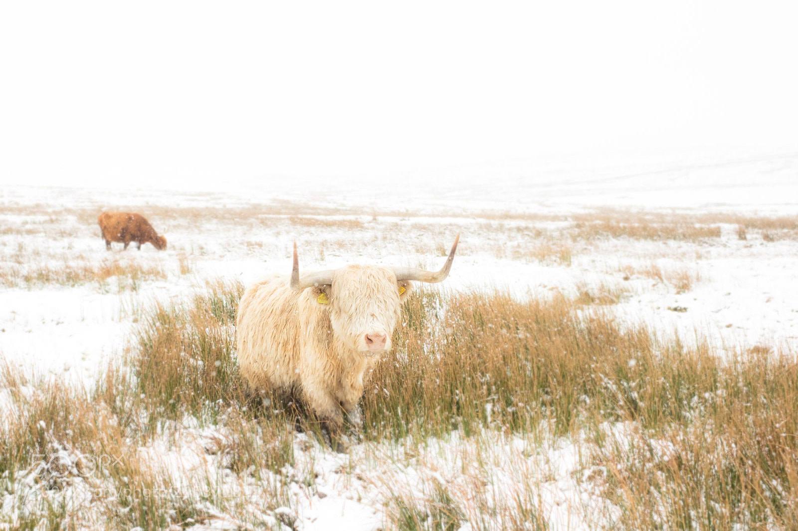 Fujifilm X-T1 sample photo. Highland cow in the photography
