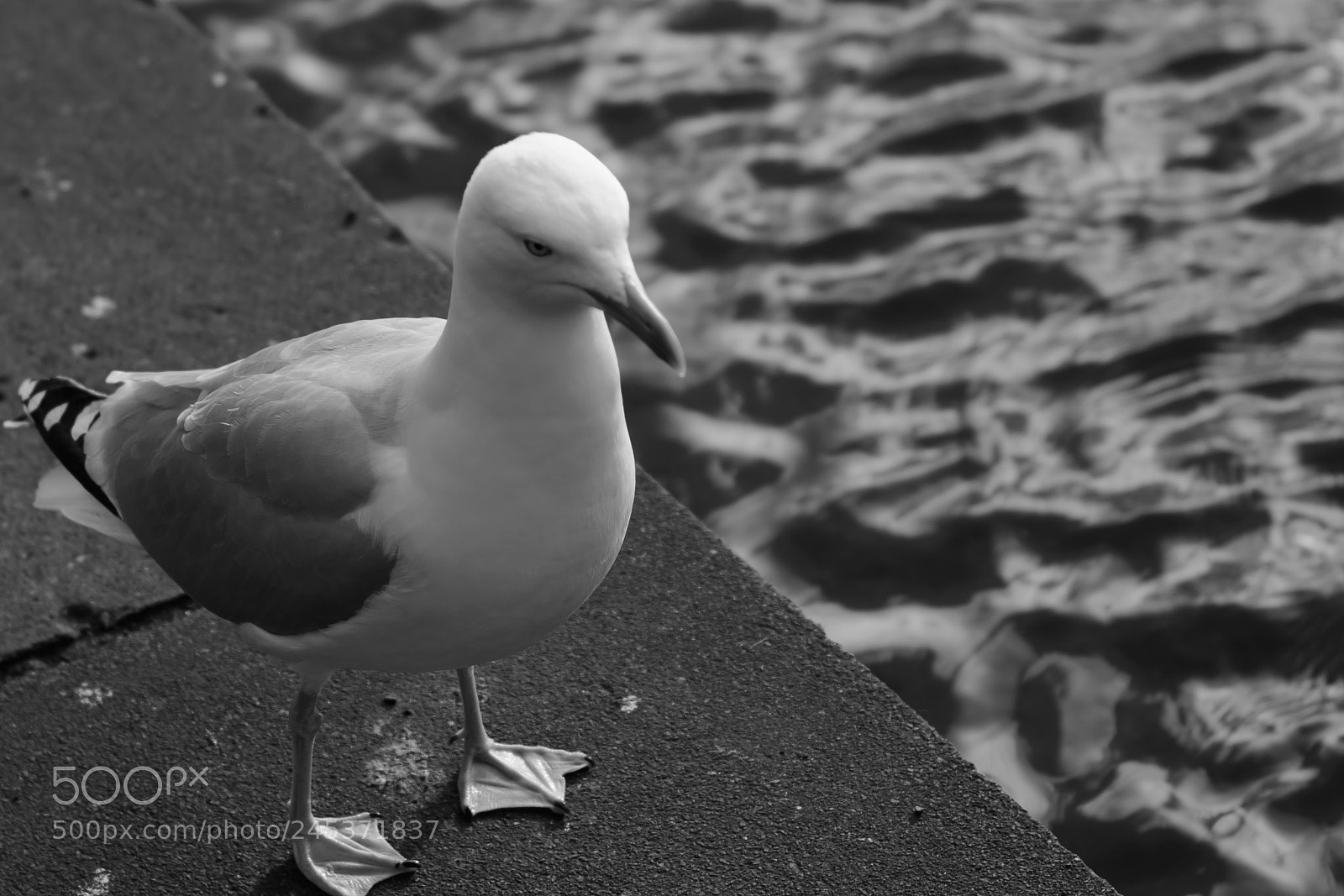 Nikon D5200 sample photo. Looking for lunch photography