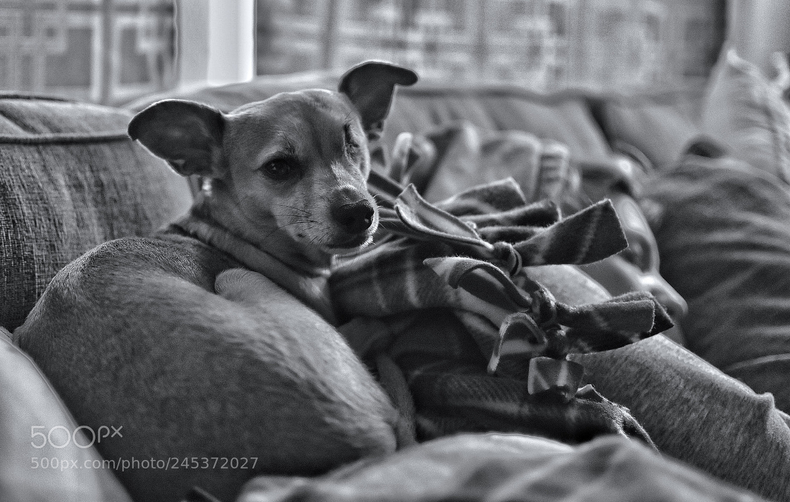 Nikon D3400 sample photo. Empathetic puppers photography