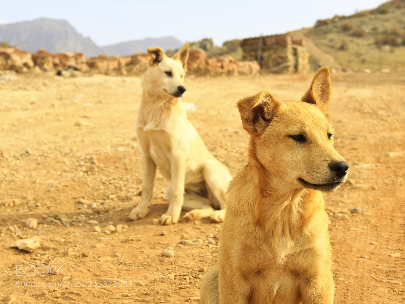 Canon EOS 60D sample photo. Hakkari photography