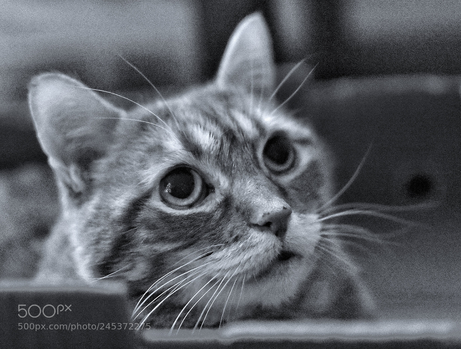Nikon D3400 sample photo. Cat in the box photography