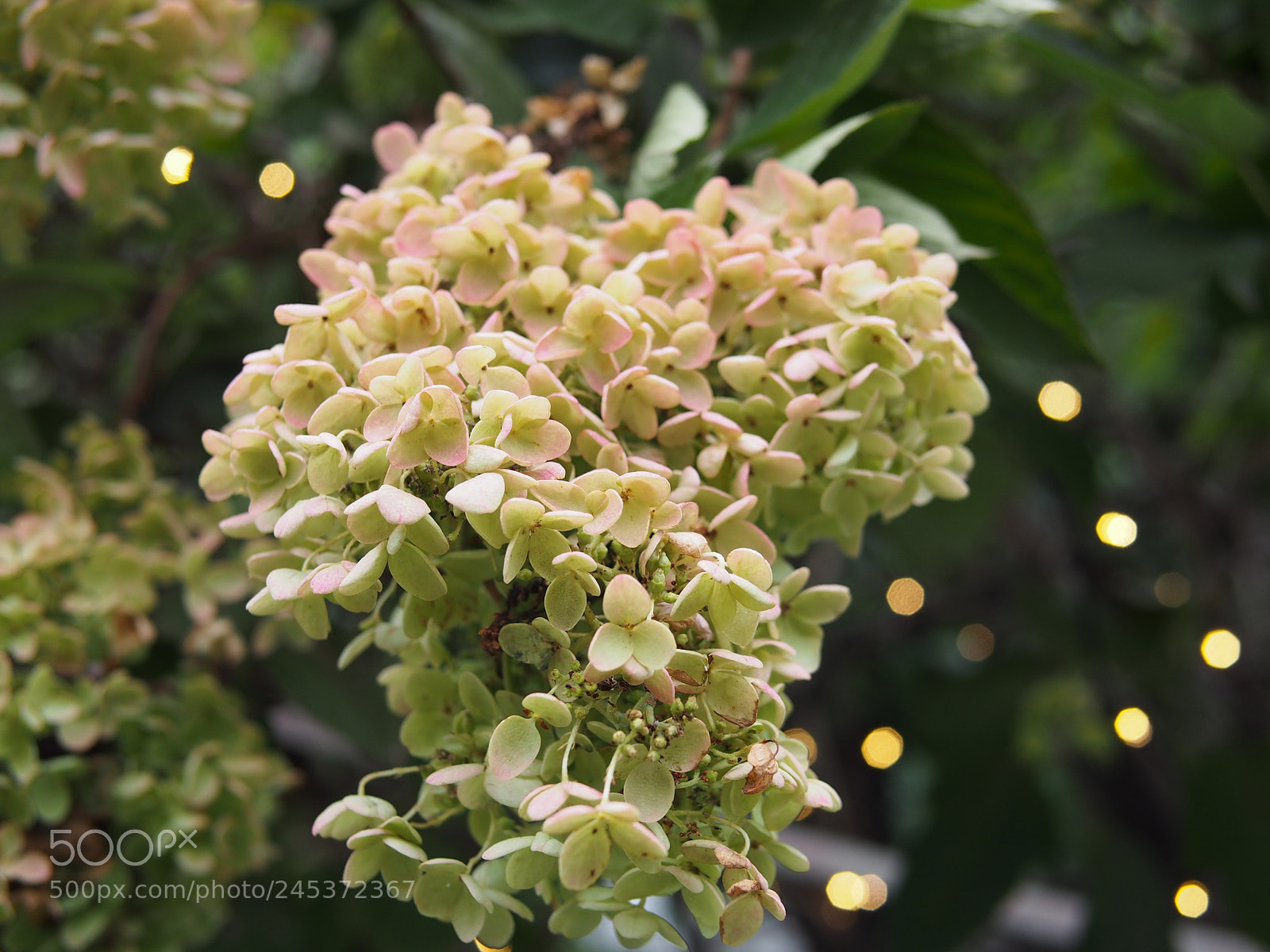 Olympus PEN E-PL5 sample photo. Flowers in bloom in photography