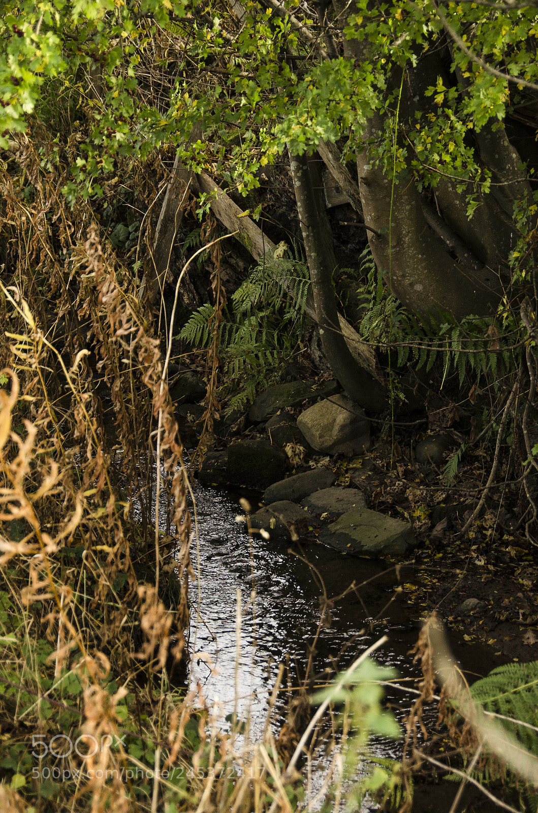 Nikon D5100 sample photo. Scottish brook photography