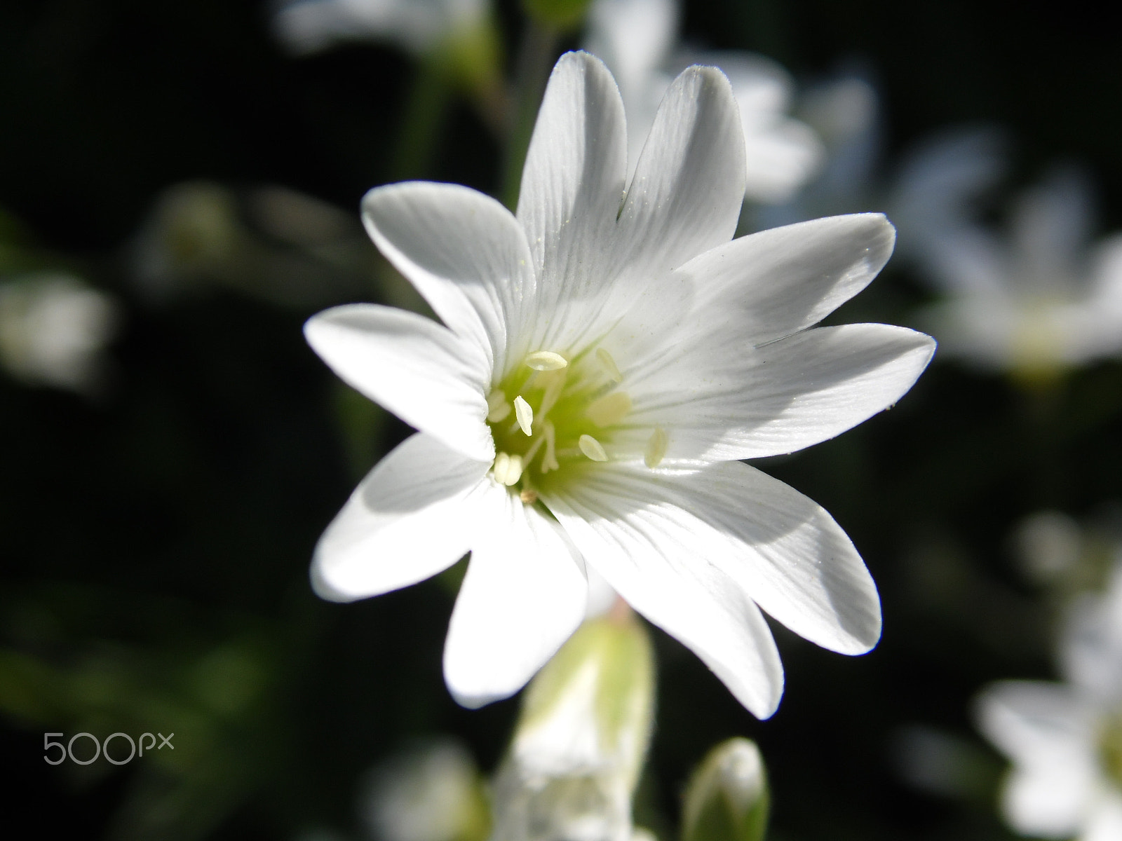 Samsung WB100/  WB101 sample photo. White flower photography