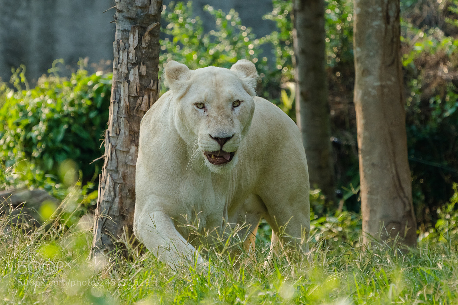 Sony a7R III sample photo. White lion photography