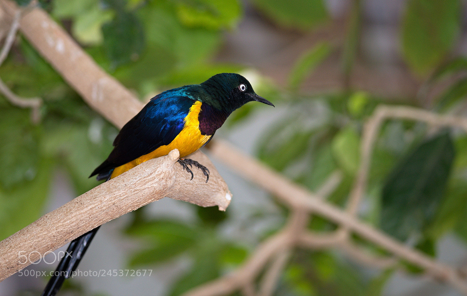 Nikon D610 sample photo. Golden-breasted starling photography