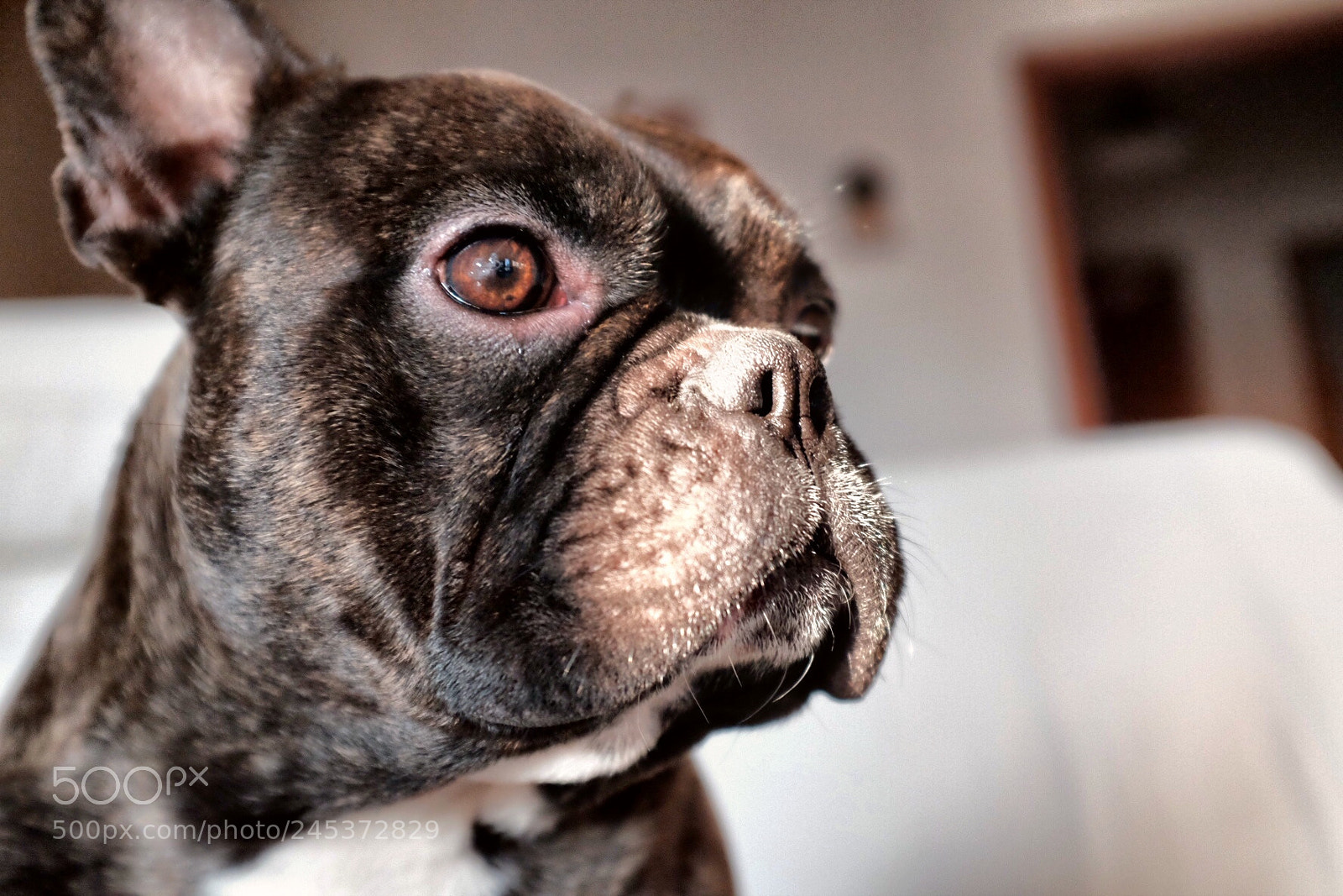 Fujifilm X100T sample photo. Artemio. photography