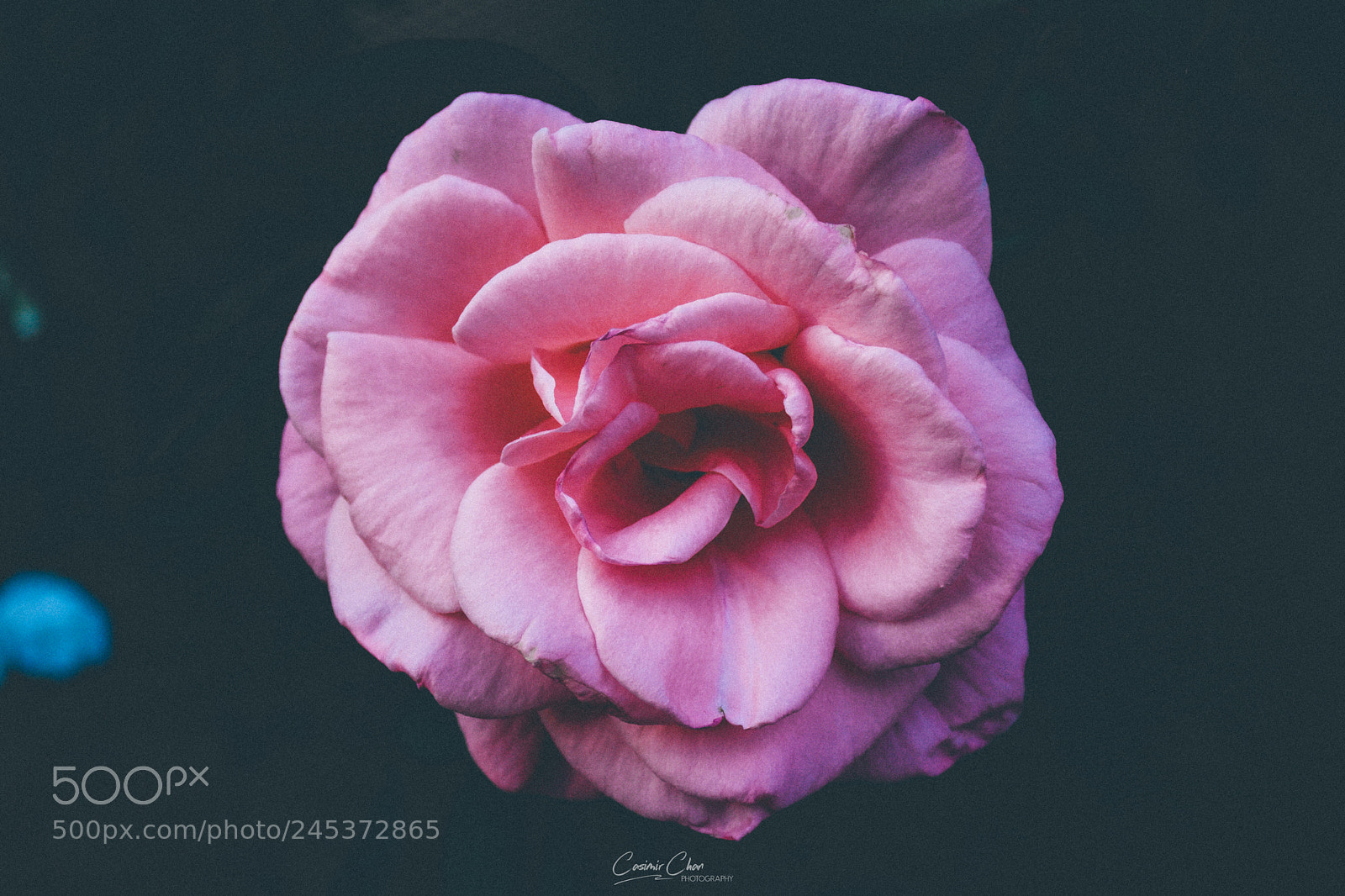 Nikon D7200 sample photo. Pink hues photography