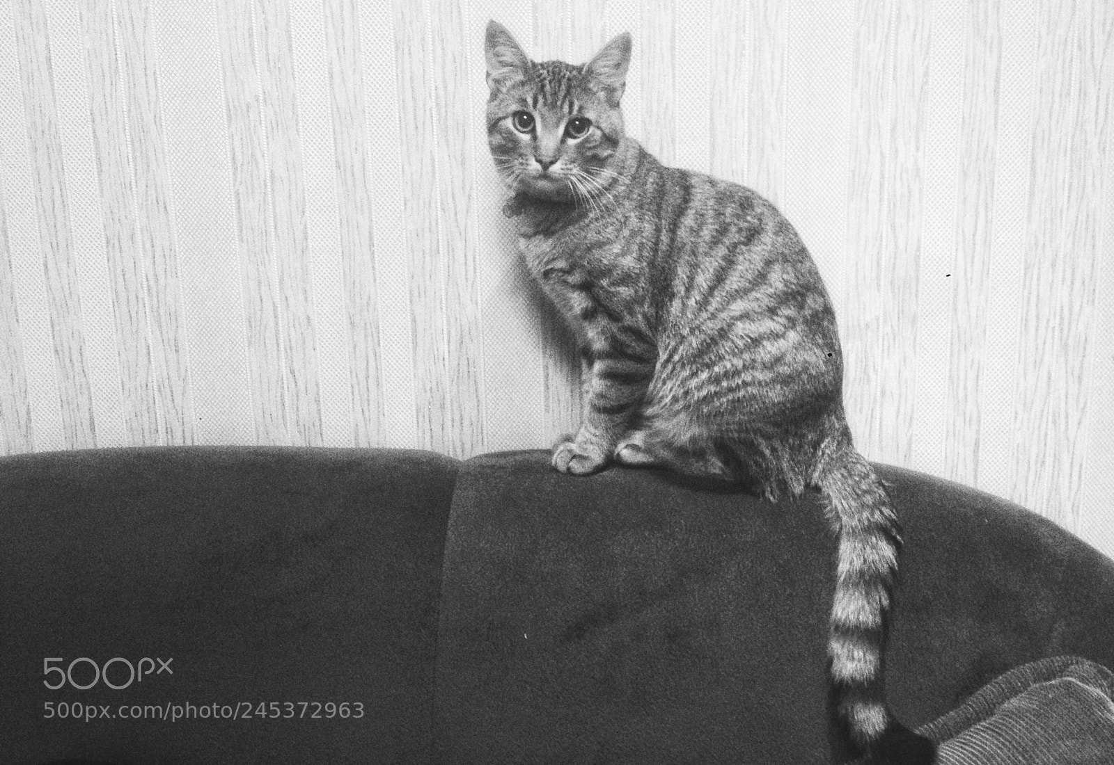 Apple iPhone 5 sample photo. Marsel? #mycat photography