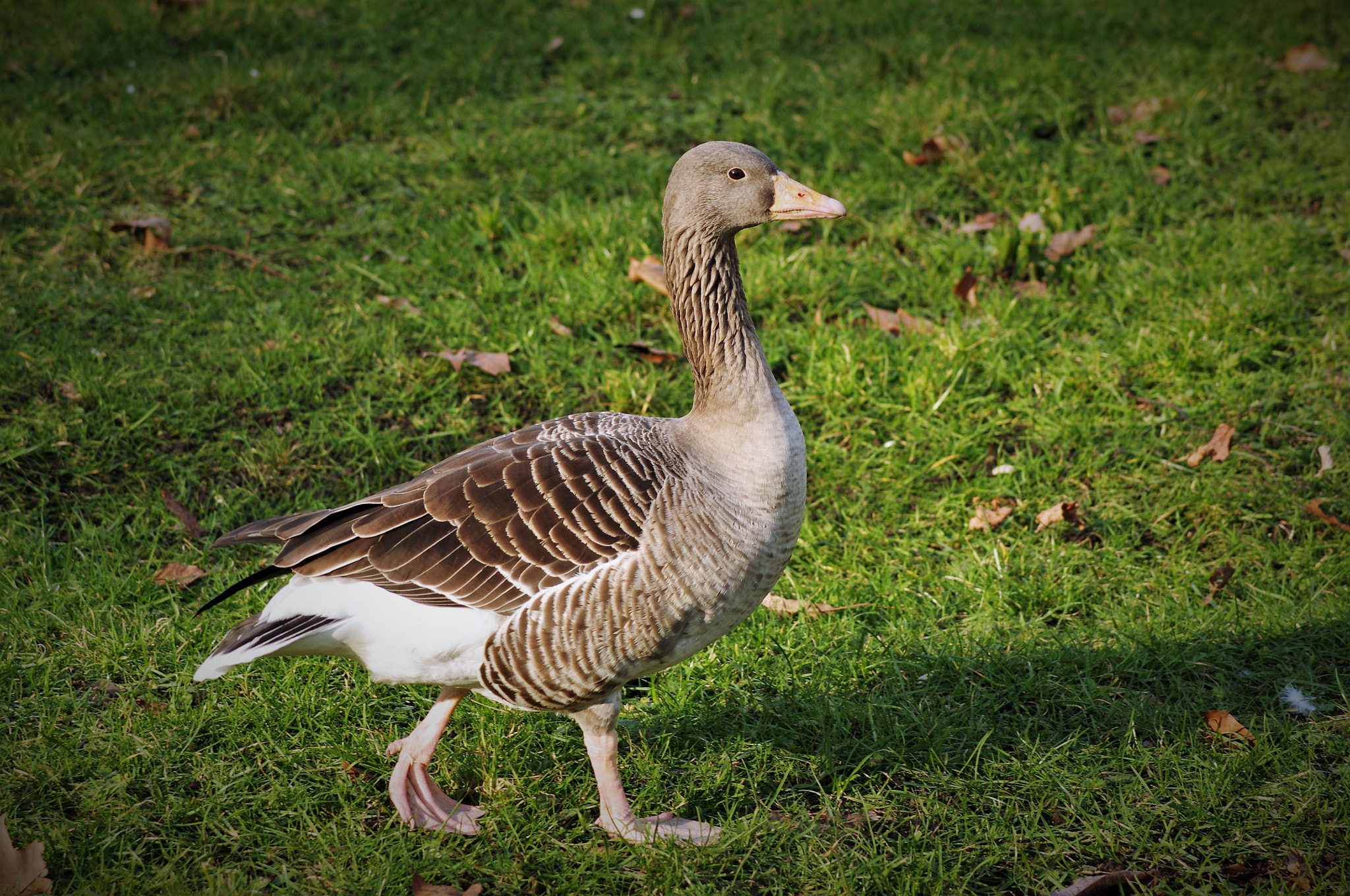 Tamron AF 70-300mm F4-5.6 LD Macro 1:2 sample photo. Duck photography